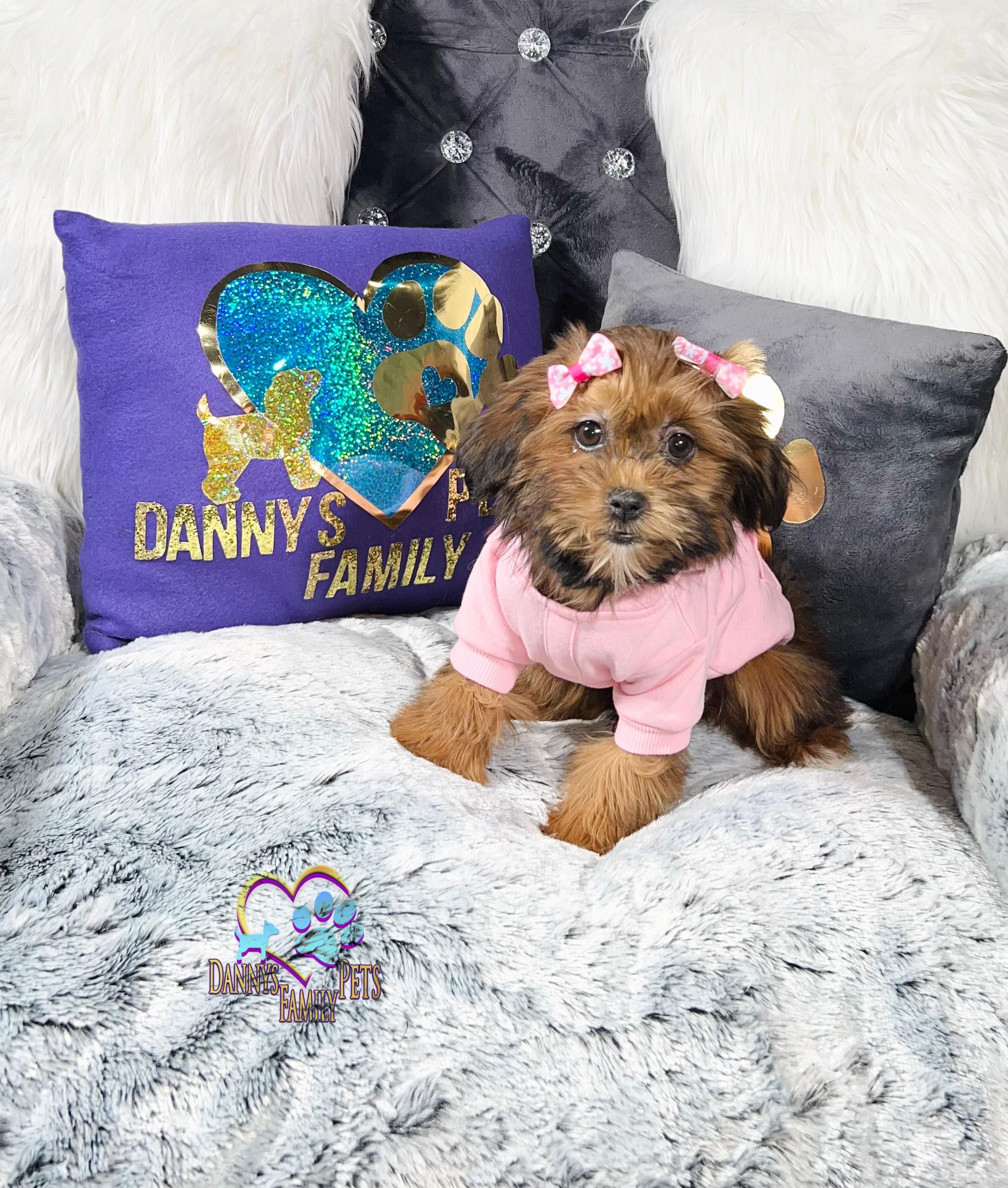 Kalea-Female | Shichon