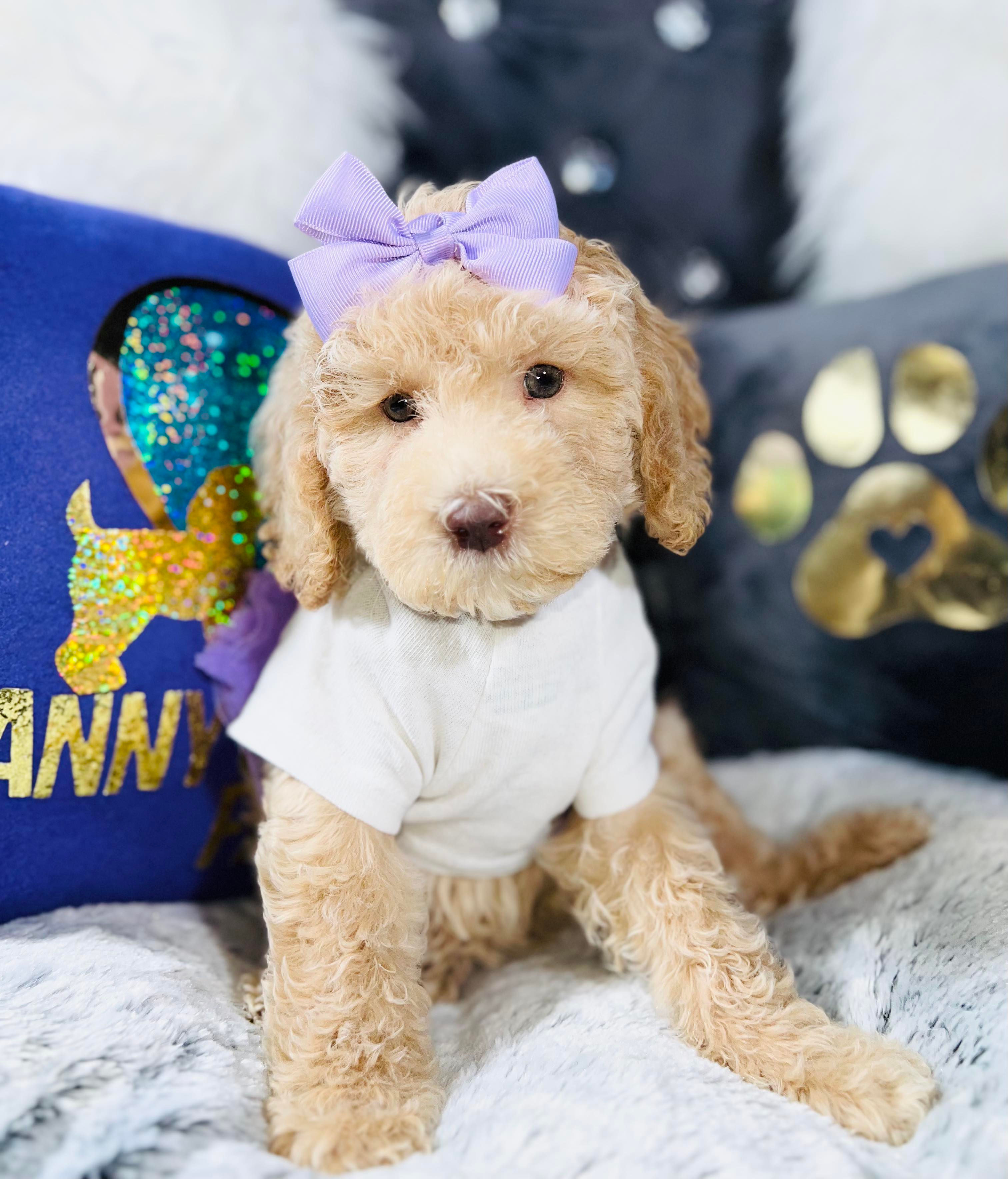 Sweetie-Female |Mini Goldendoodle
