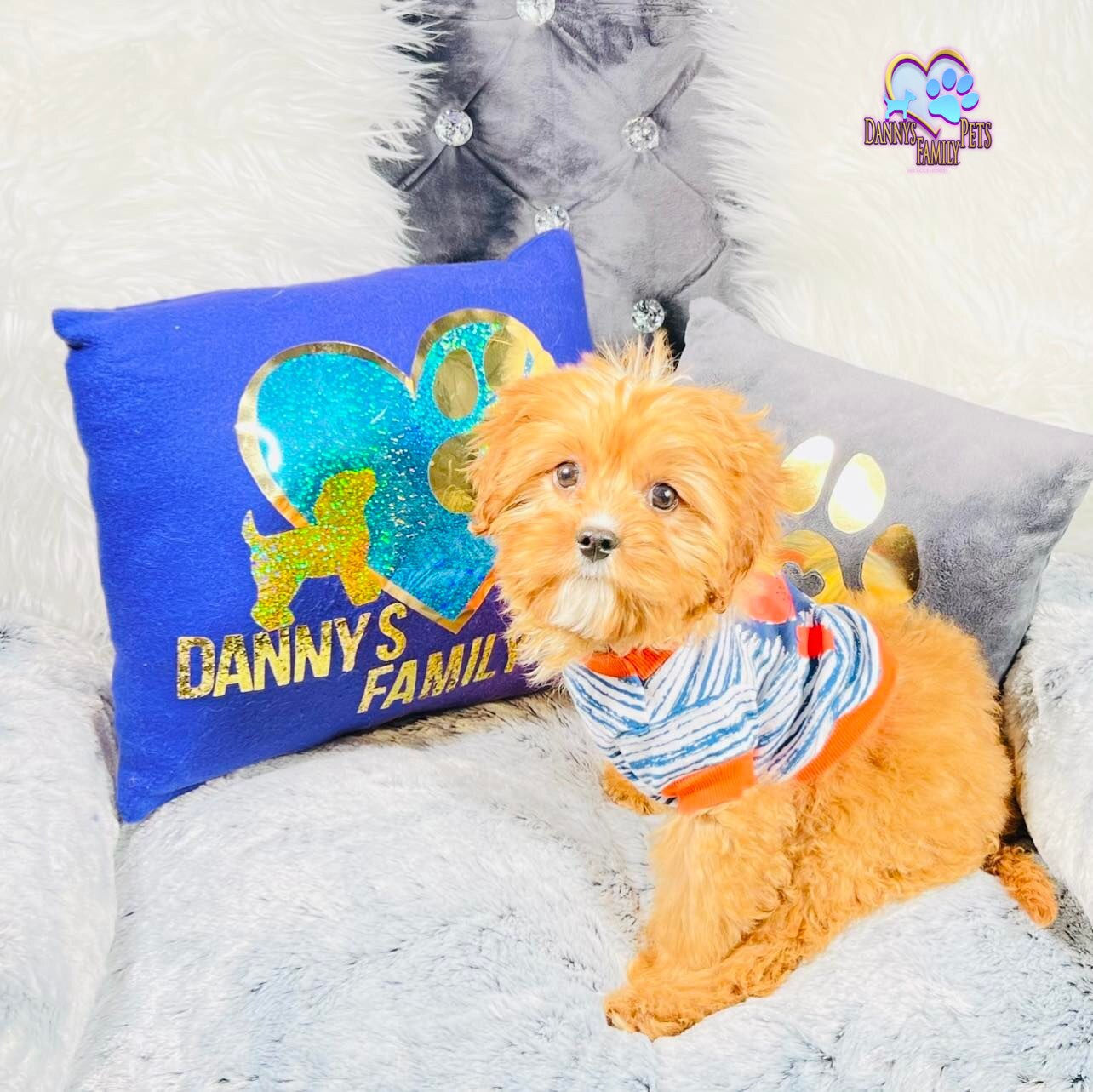 Stink -Male |Cavapoo