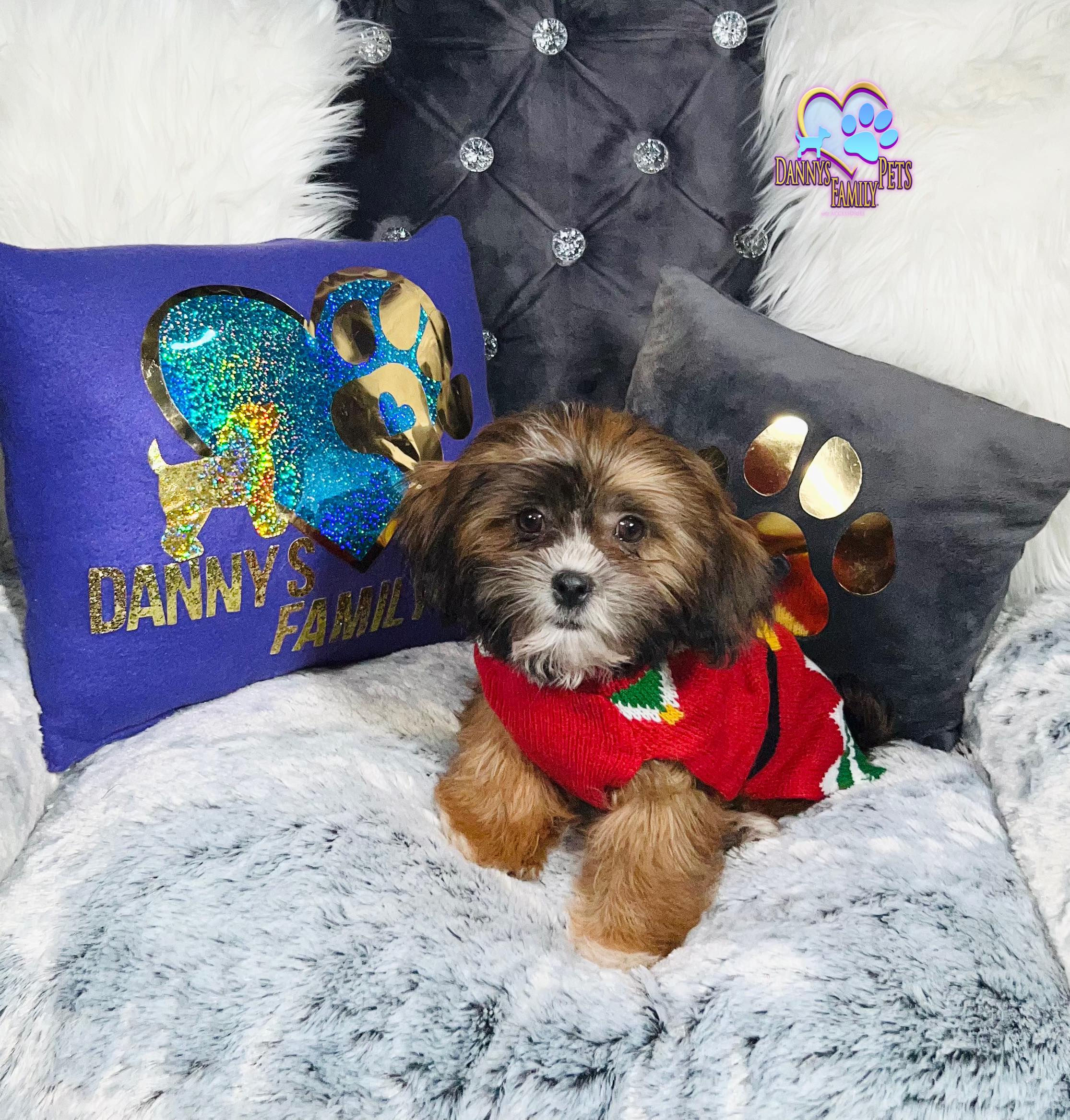 Denver-Male |Shichon