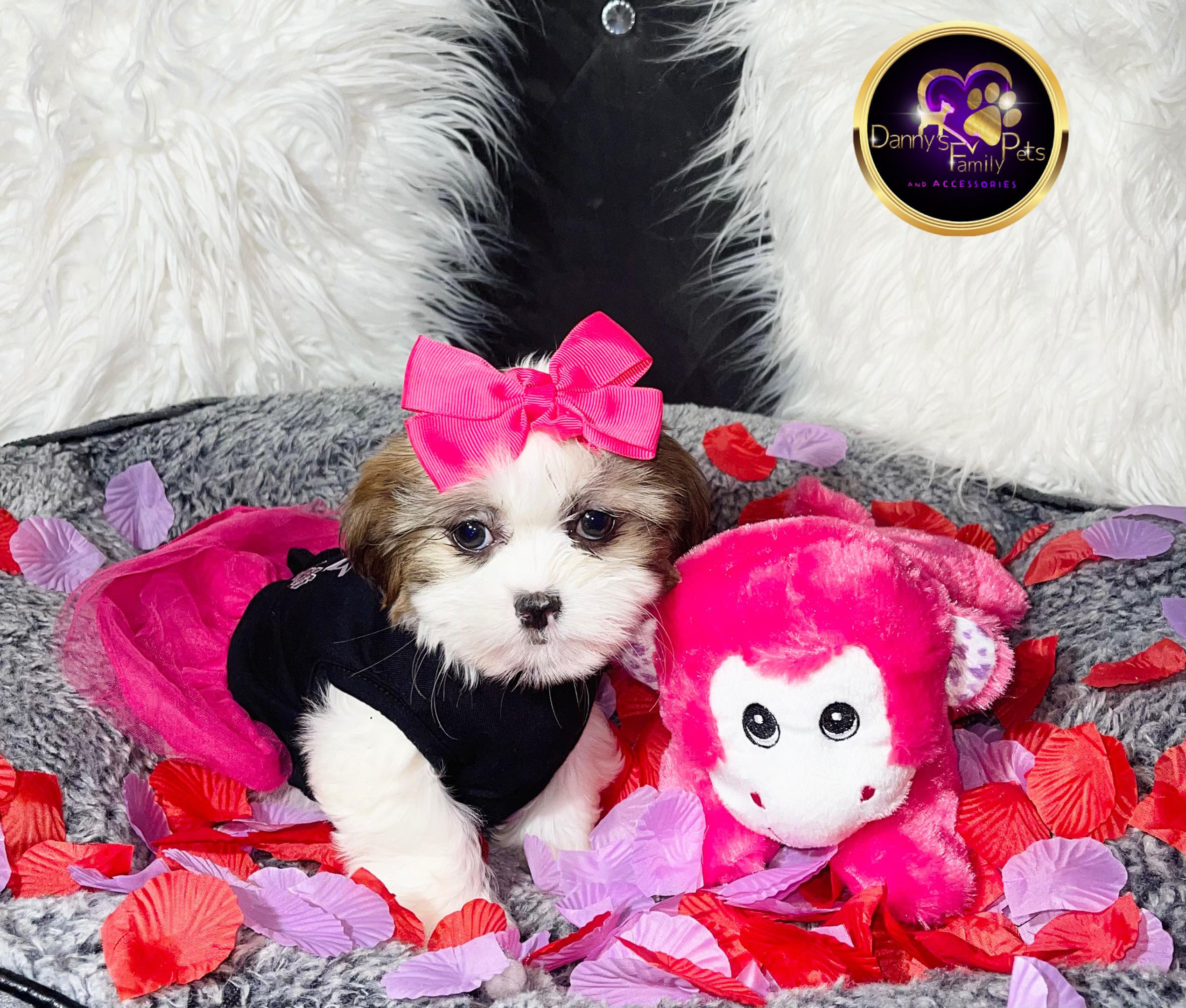 Jessa - Female | 10-Weeks Old | Malshi