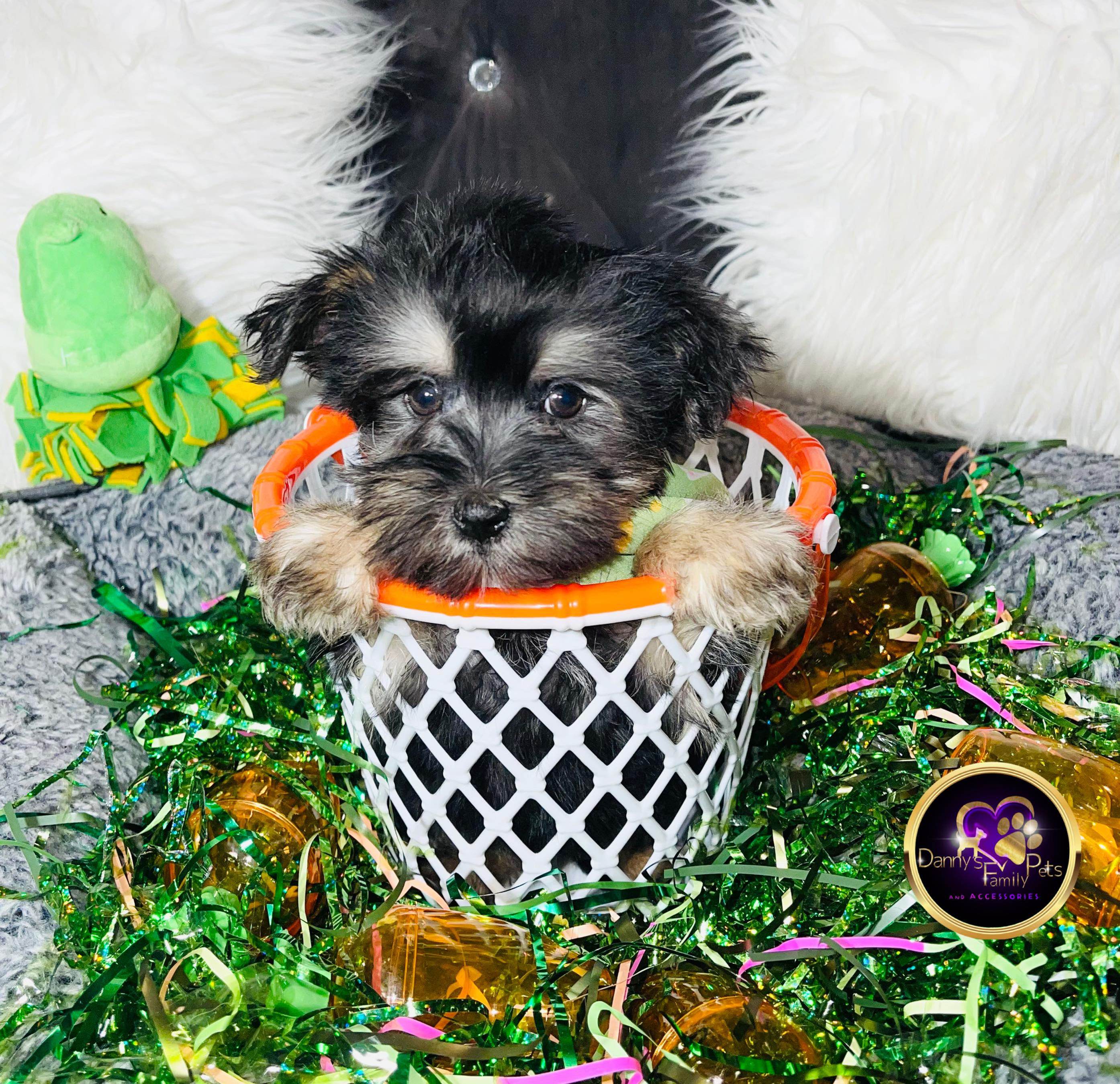 Randy- Male | 8-Weeks Old | Shorkie Tzu