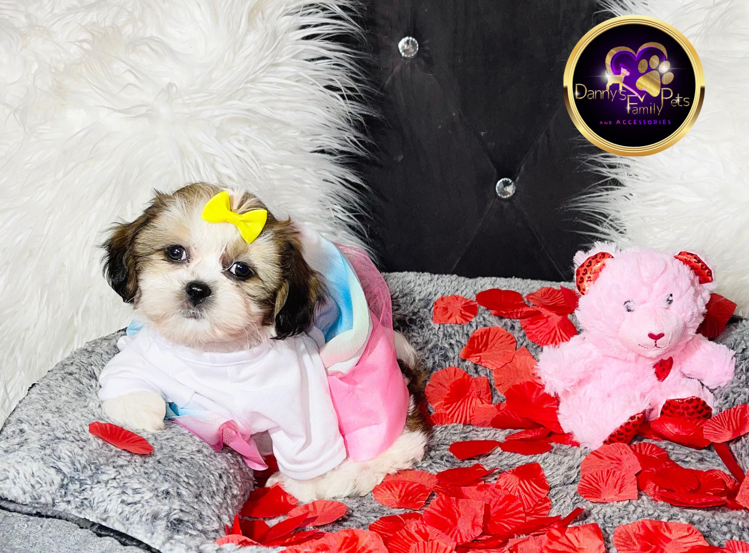 Dena - Female | 9-Weeks Old | Shichon