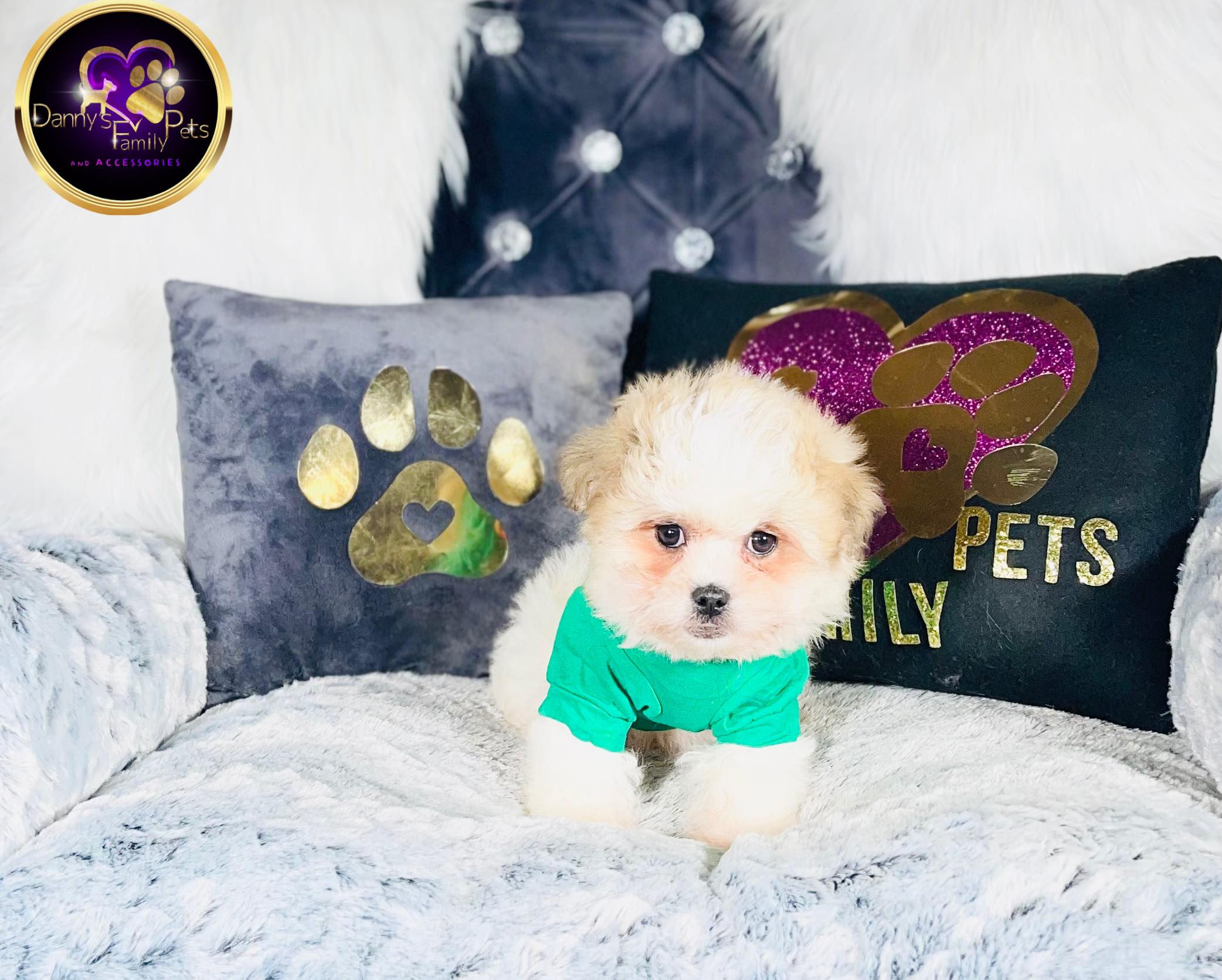 Nyles- Male | 3-Months Old |Shichon