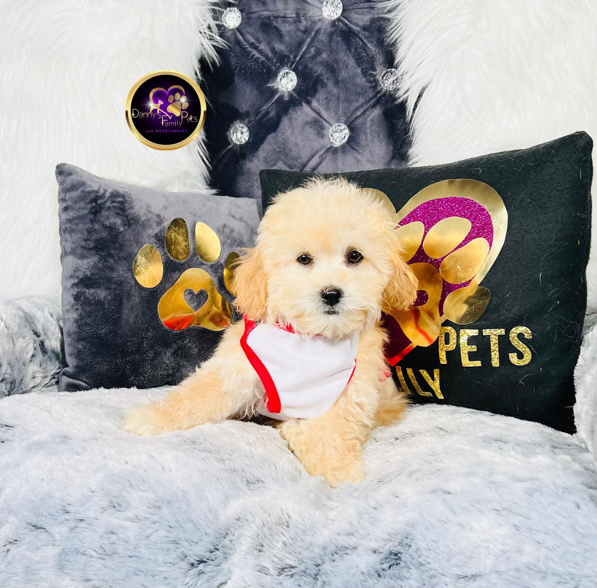Milo-Male | Mini Goldendoodle