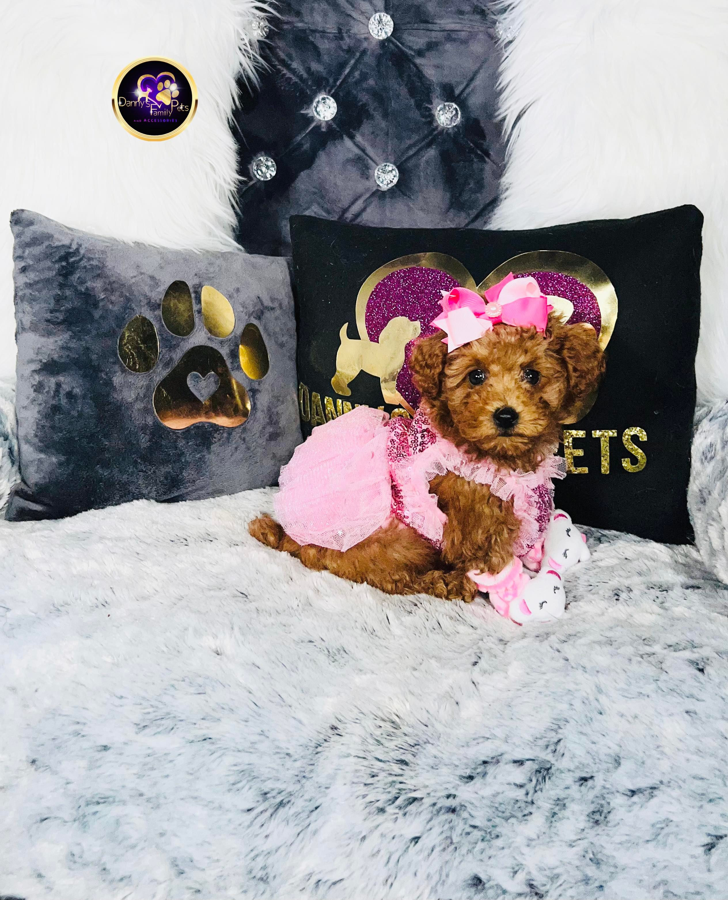Queen-Female | Mini Goldendoodle