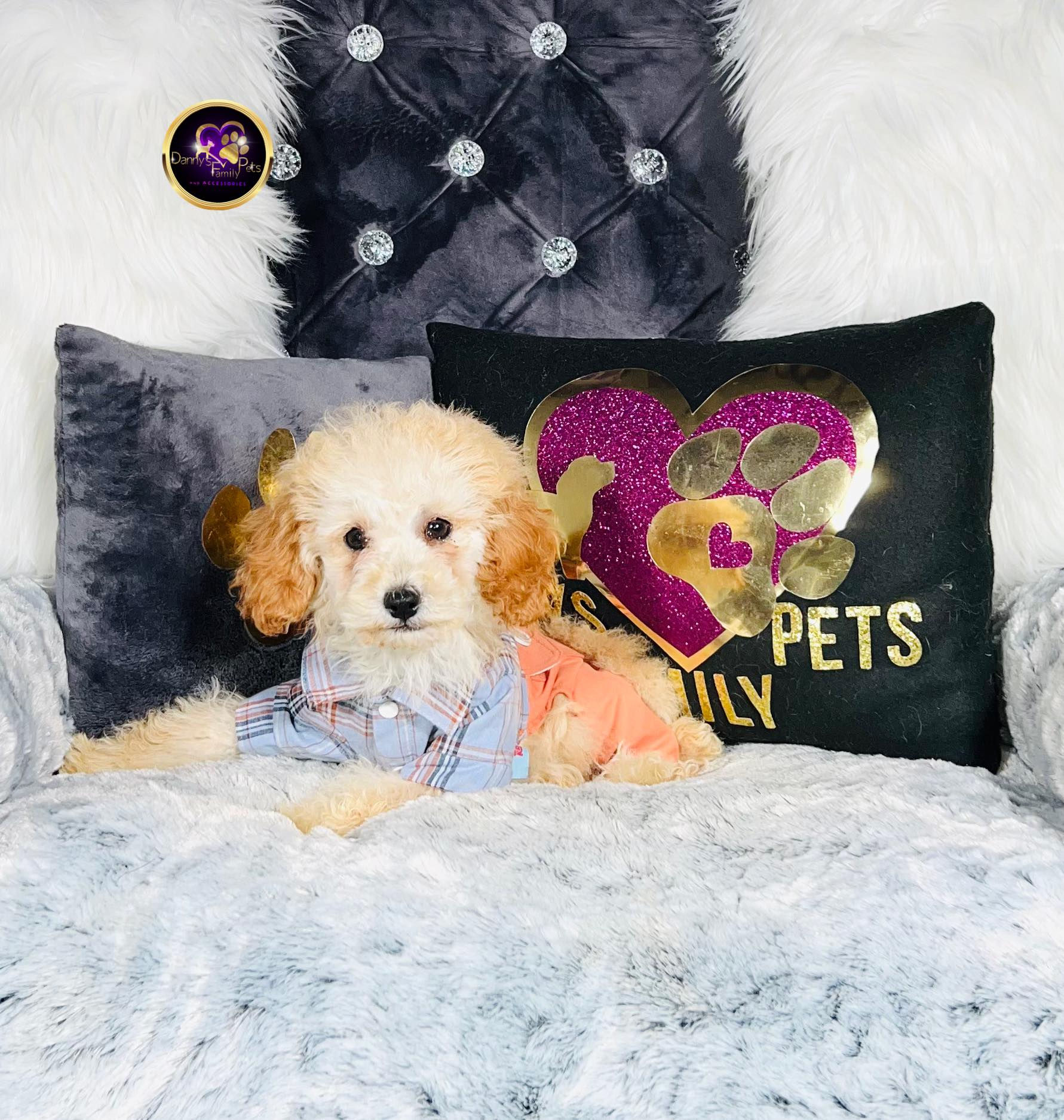 Arlo-Male |Toy Poodle