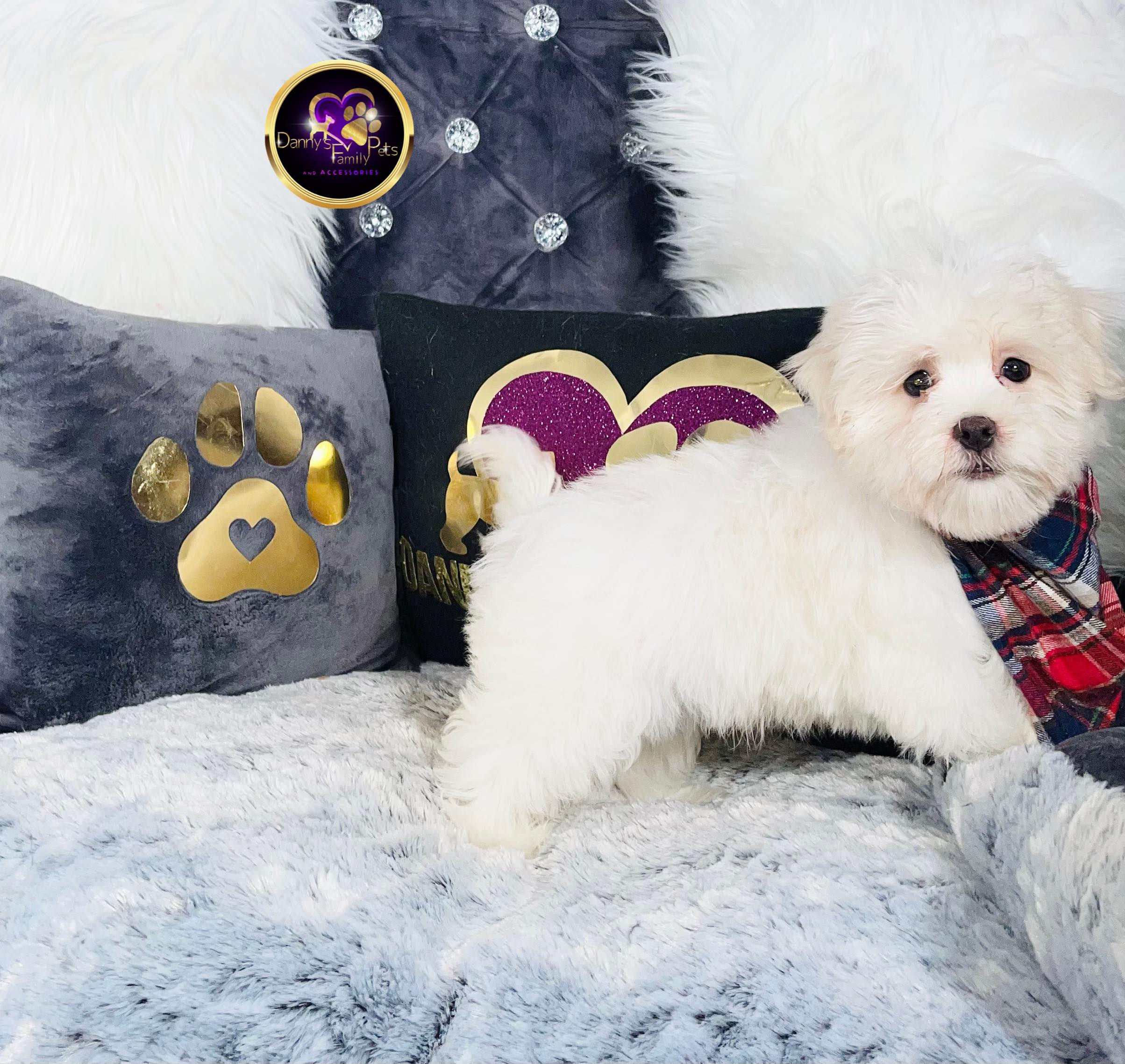 Draco-Male | 14-Weeks Old |Maltipoo