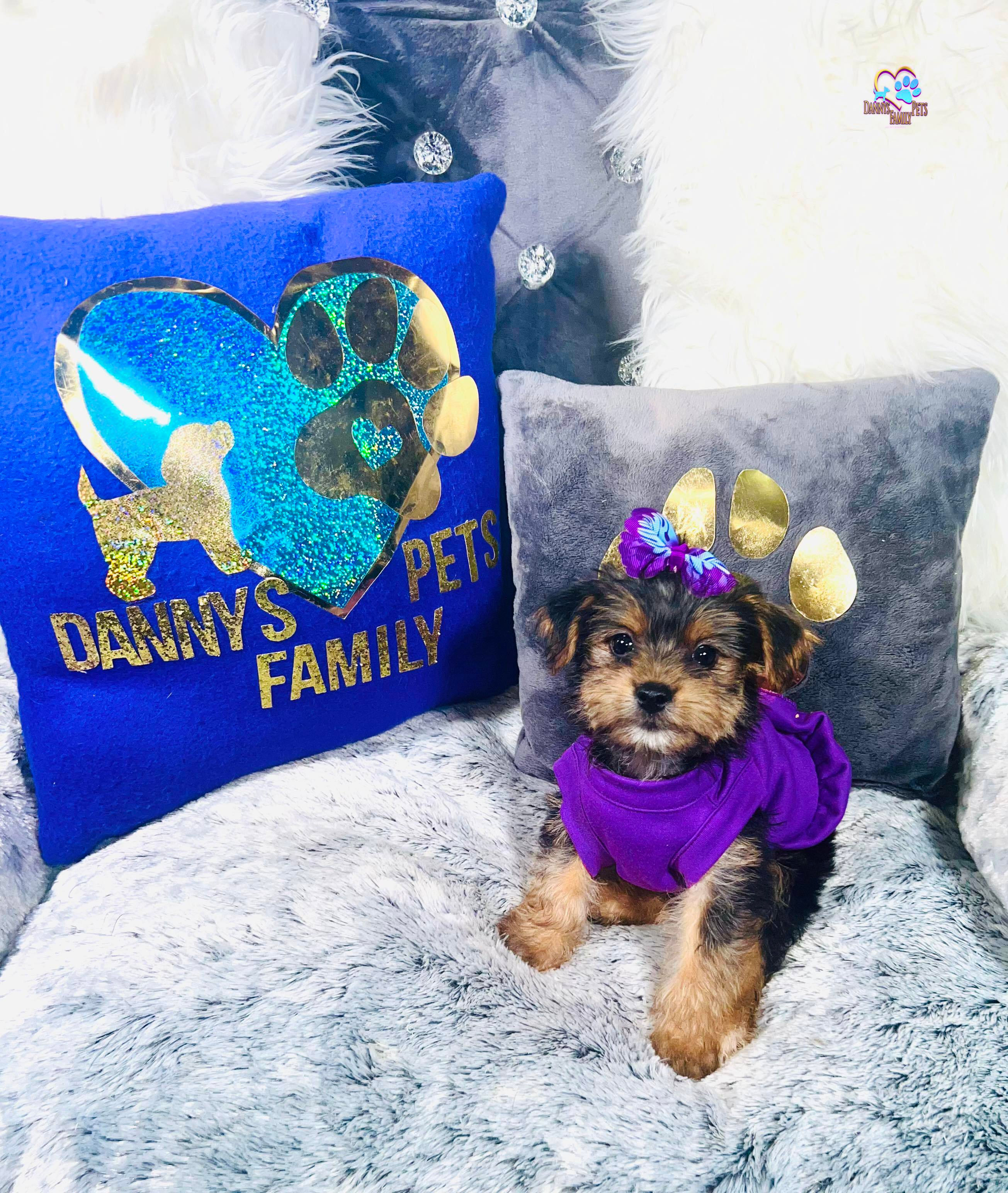 Pebbles-Female |Yorkshire Terrier