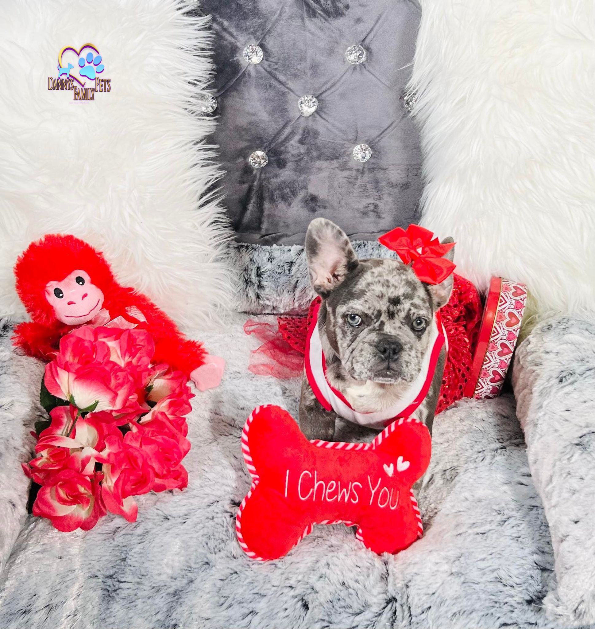 Kristin-Female | French Bulldog