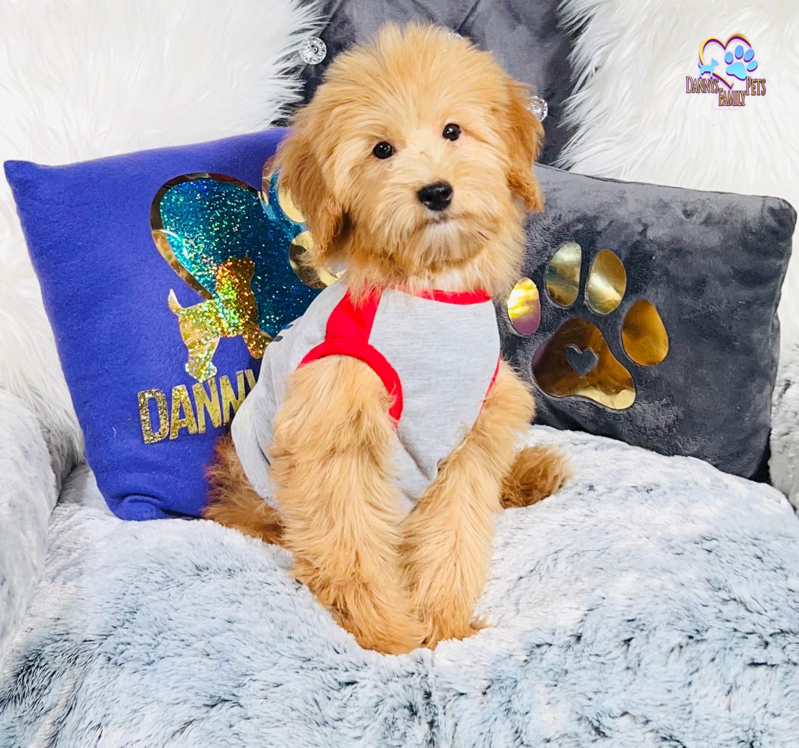 Auggie-Male | Mini Goldendoodle