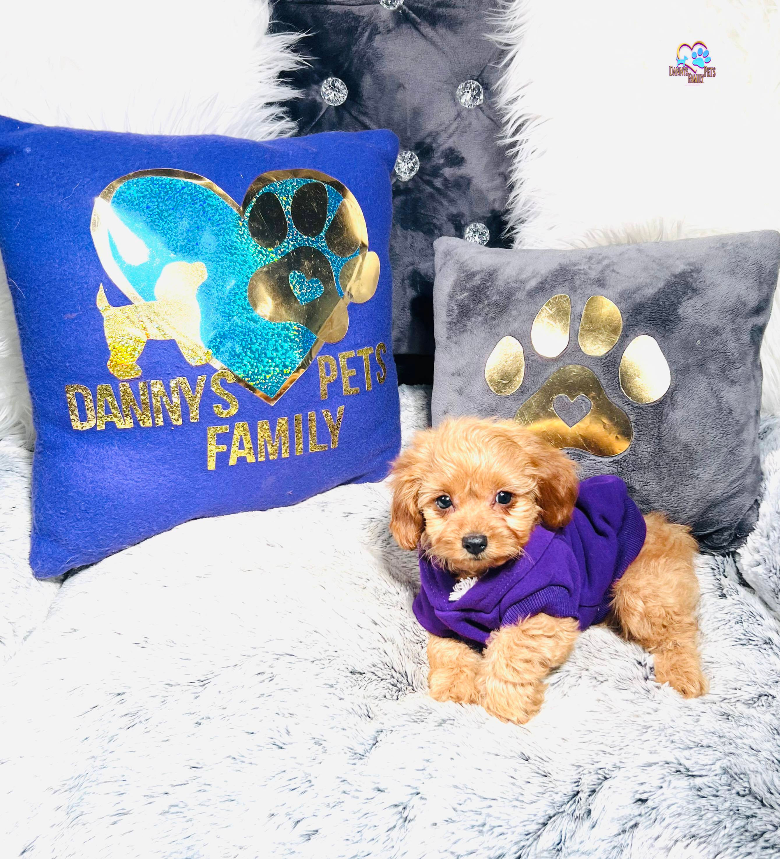 Elmo-Male |Cavapoo