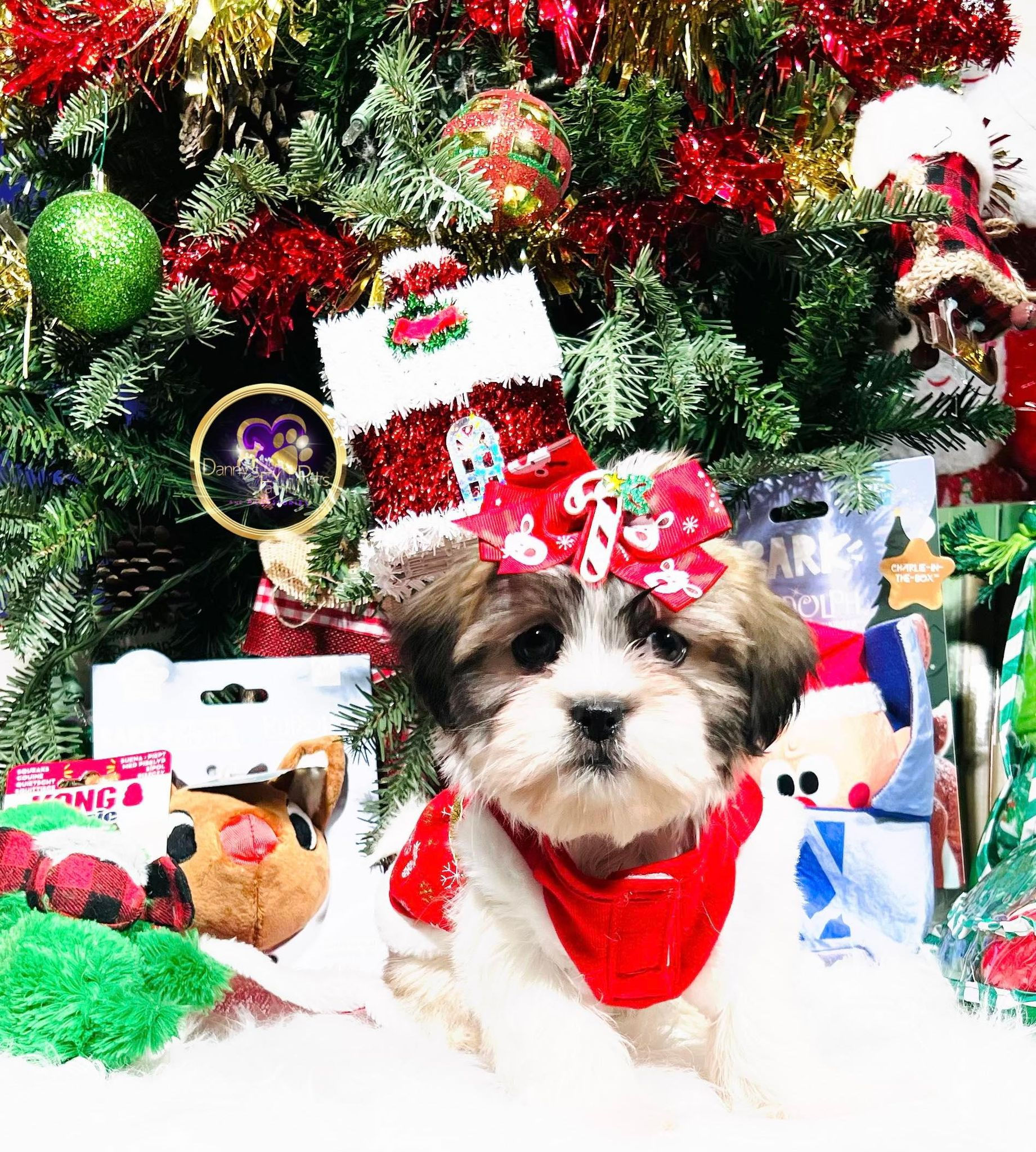 Scarlett-Female | Shichon