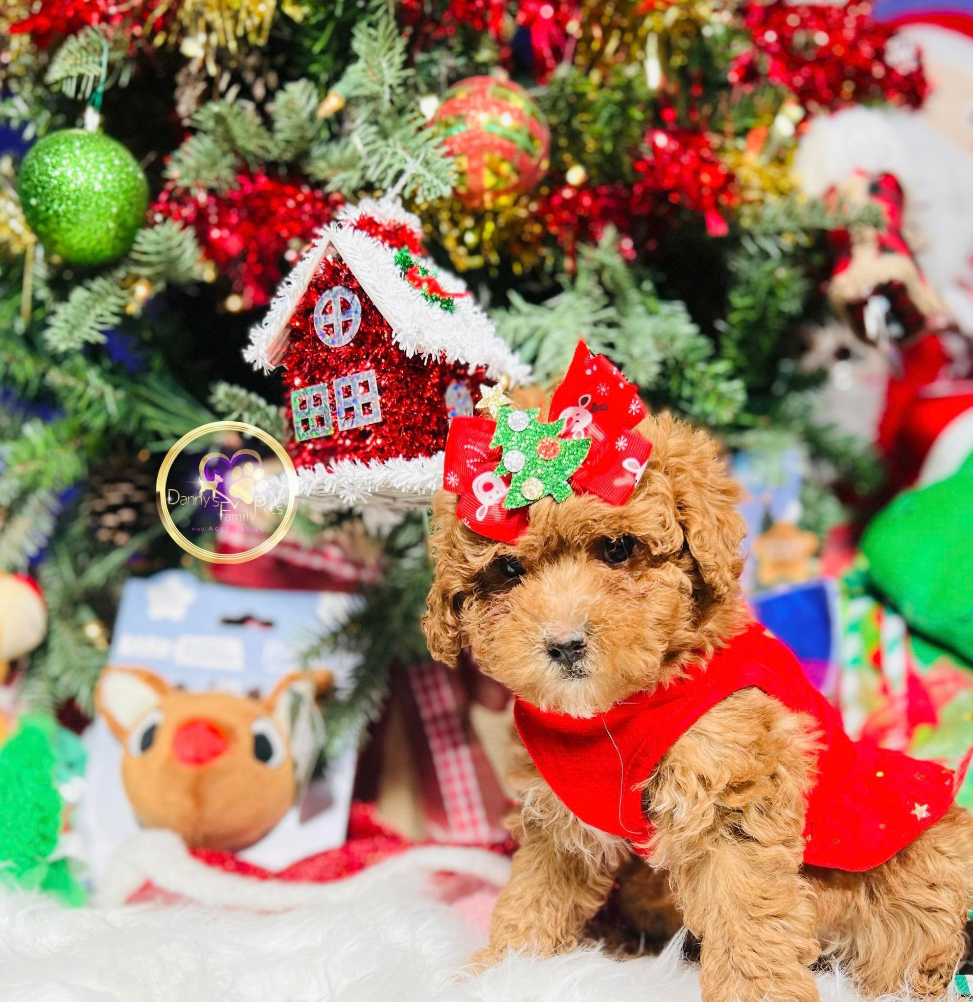 Audry-Female | Mini Goldendoodle