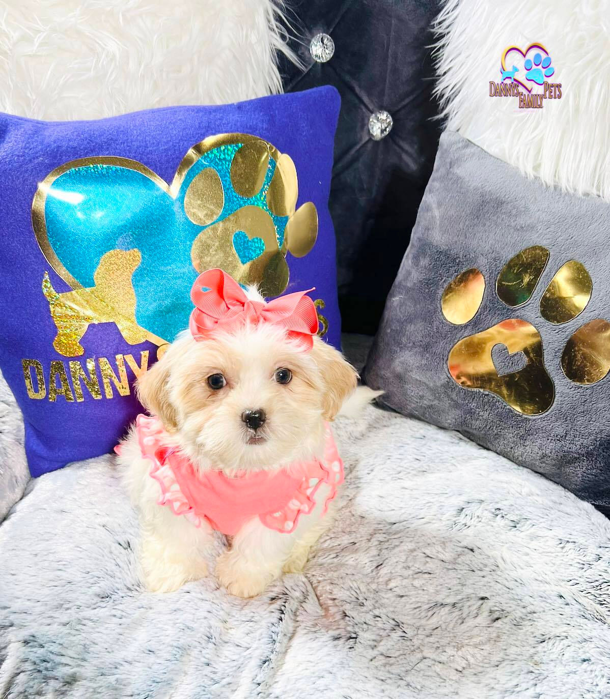 Ellie-Female |Teddypoo