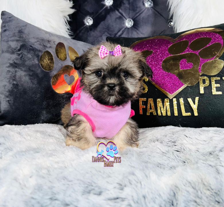 Eva- Female | Shichon