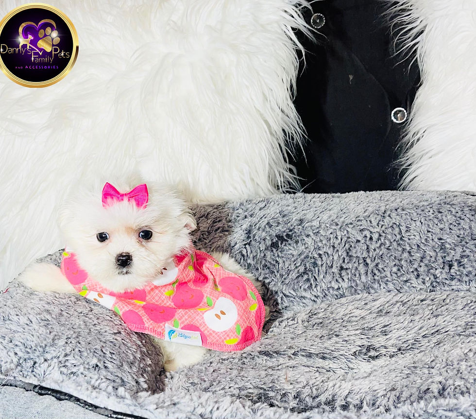 Thumbnail: Kalani - Female | 8-Weeks Old | Shihpoo