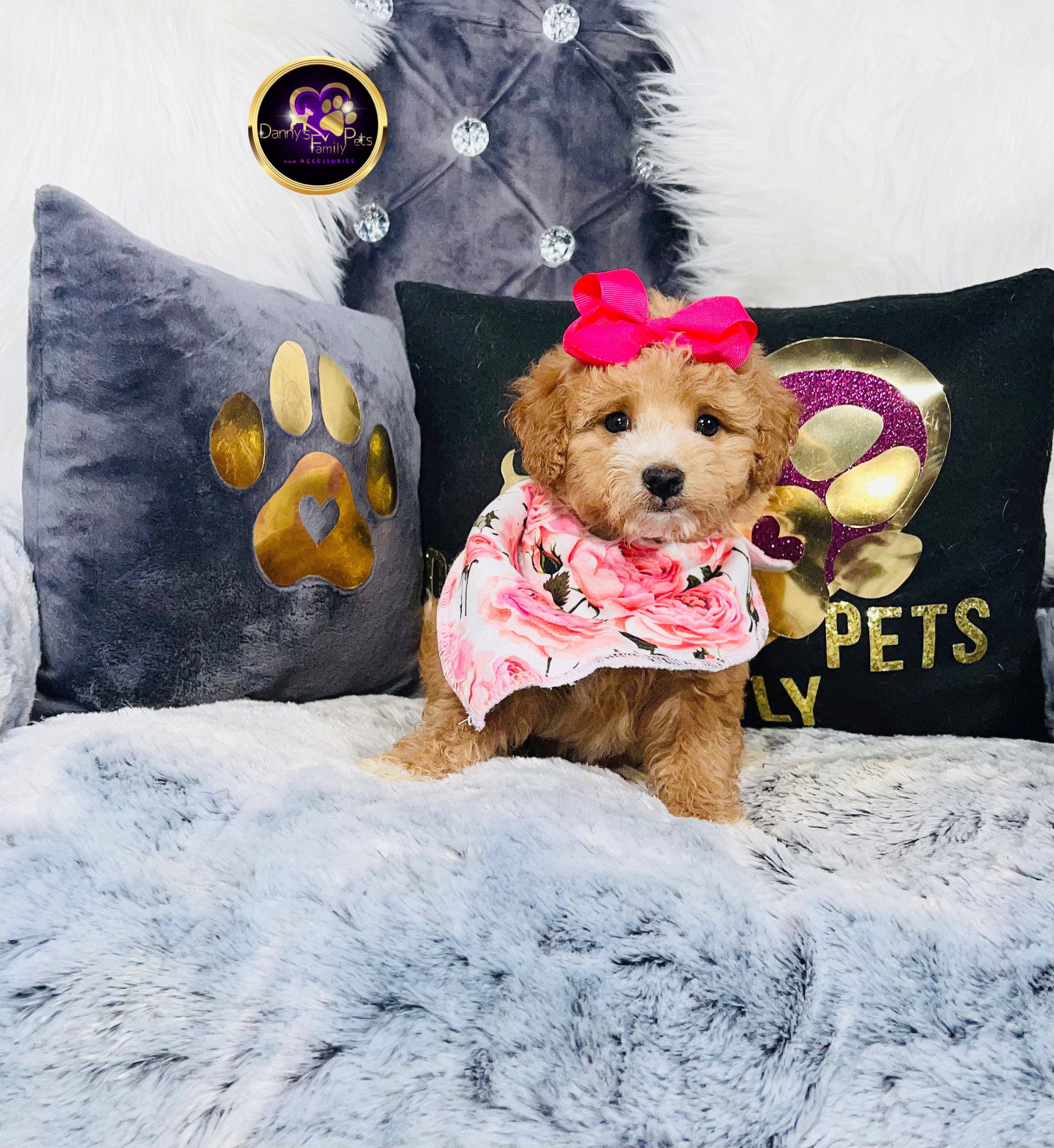 Zhira-Female | 9-Weeks Old | Mini Goldendoodle