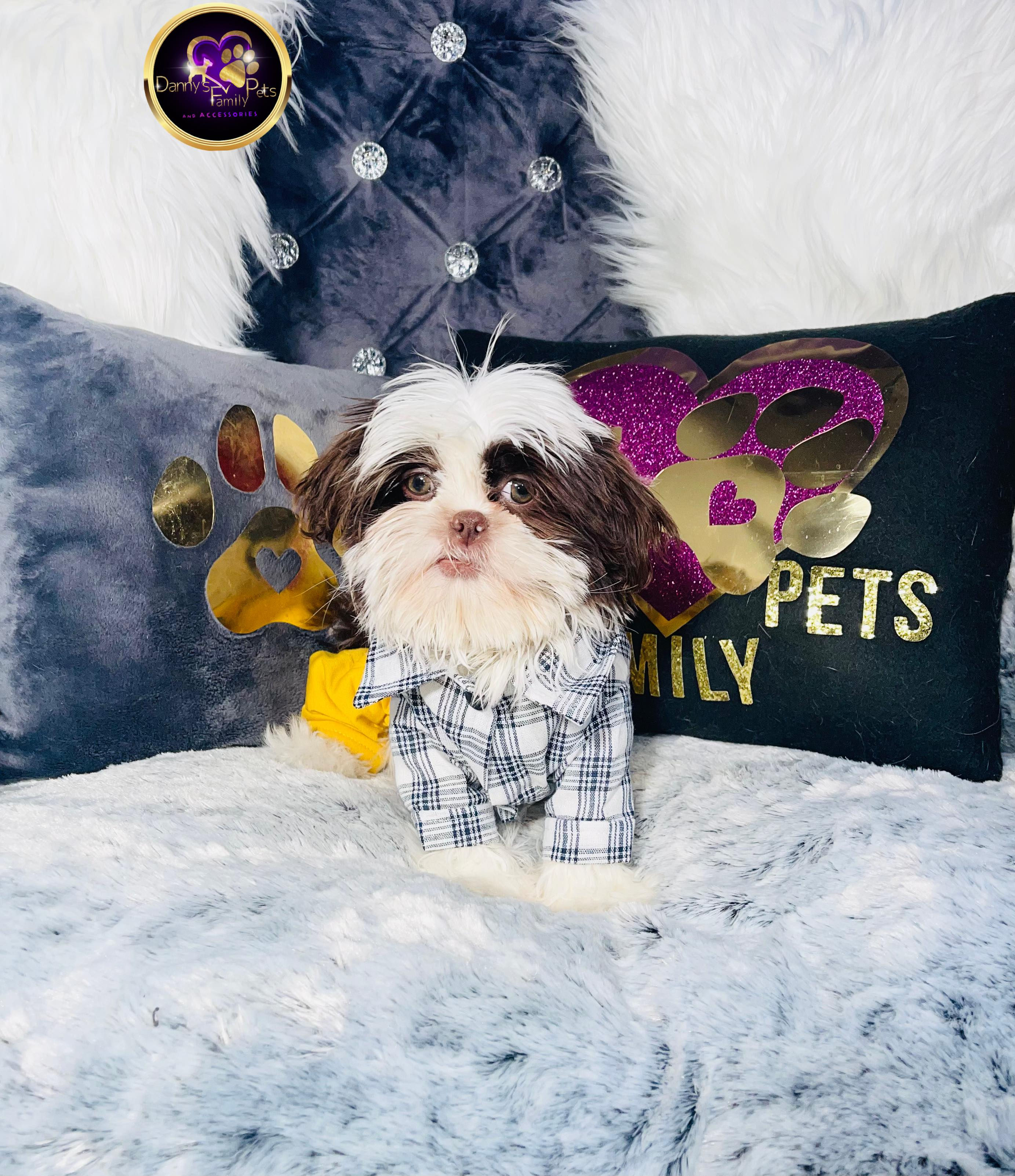Oreo-Male | Shih Tzu