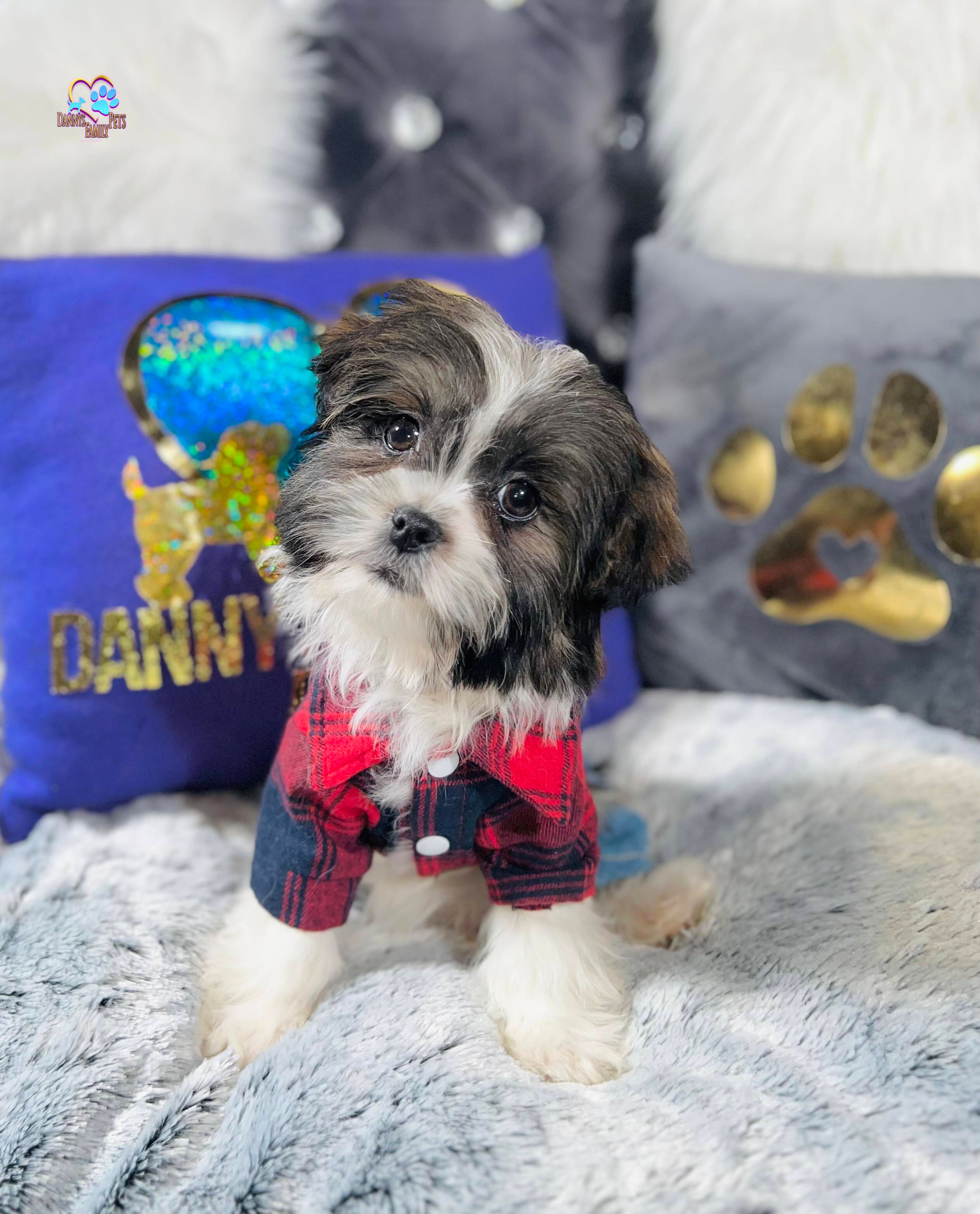 Lucky-Male |Shichon