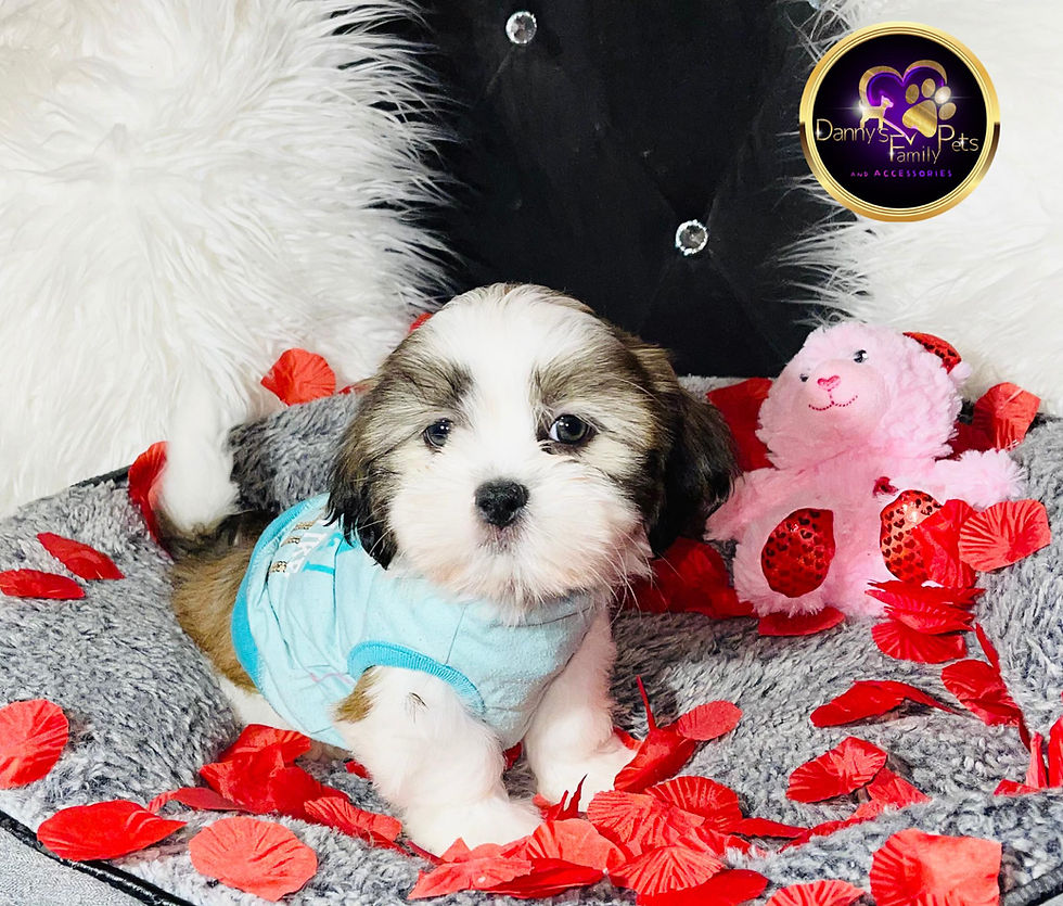 Thumbnail: Finley - Male | 9-Weeks Old | Shichon