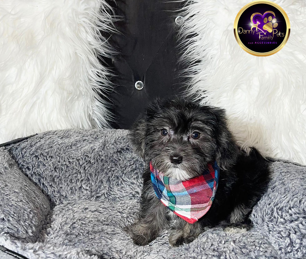 Thumbnail: Benji - Male | 9-Weeks Old | Shorkie Tzu