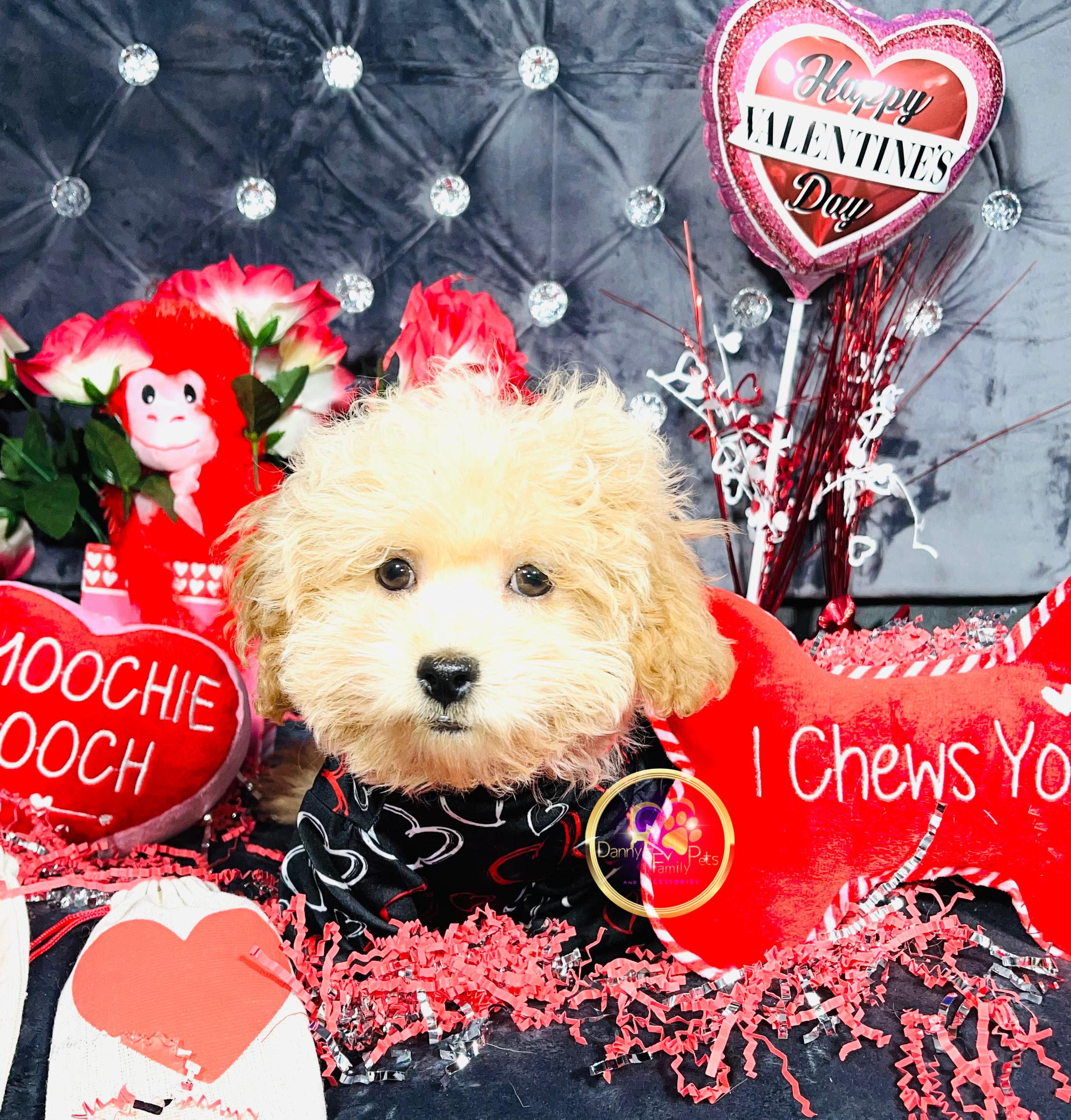 Manny-Male | 3-Months Old |Maltipoo