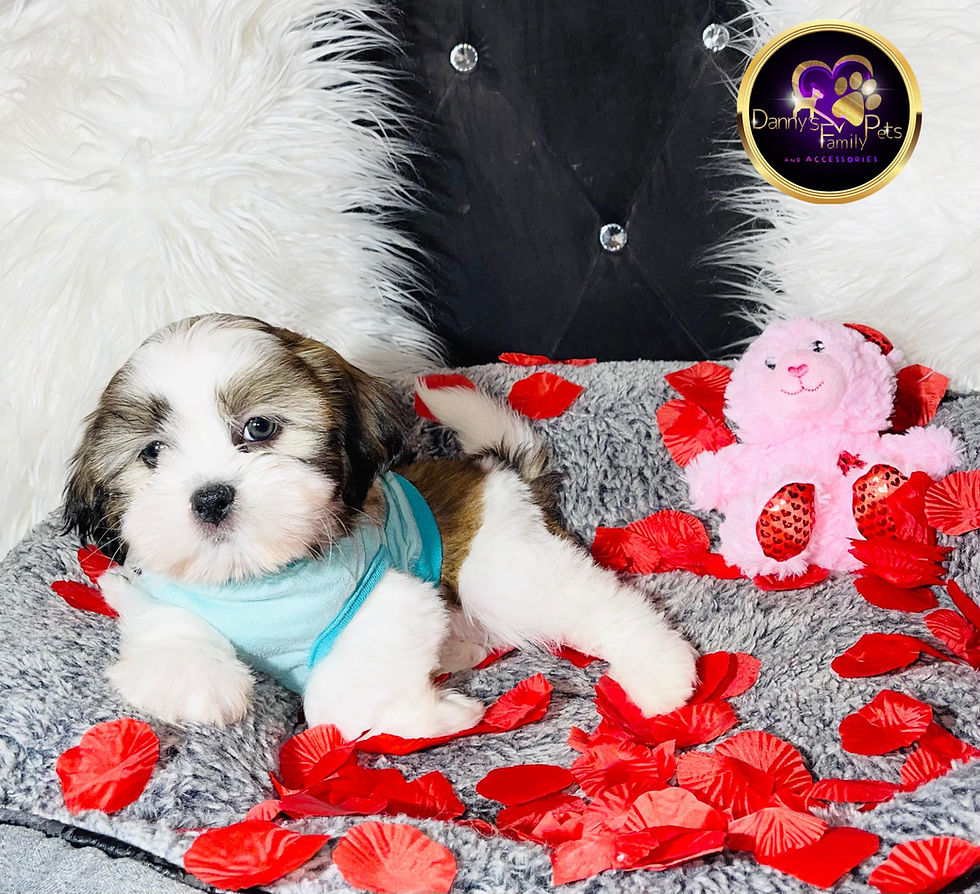Thumbnail: Finley - Male | 9-Weeks Old | Shichon