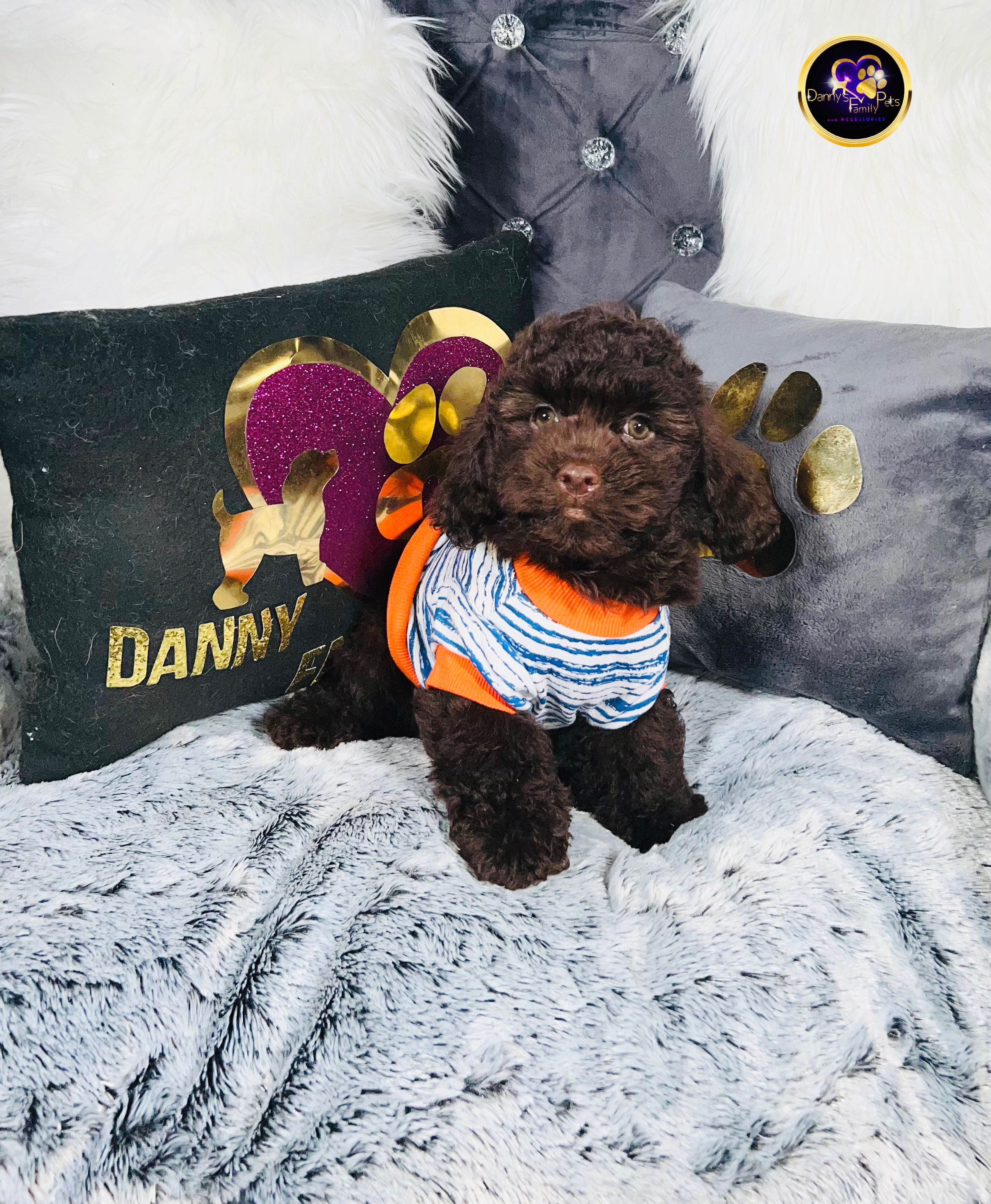 Manny-Male | Cockapoo