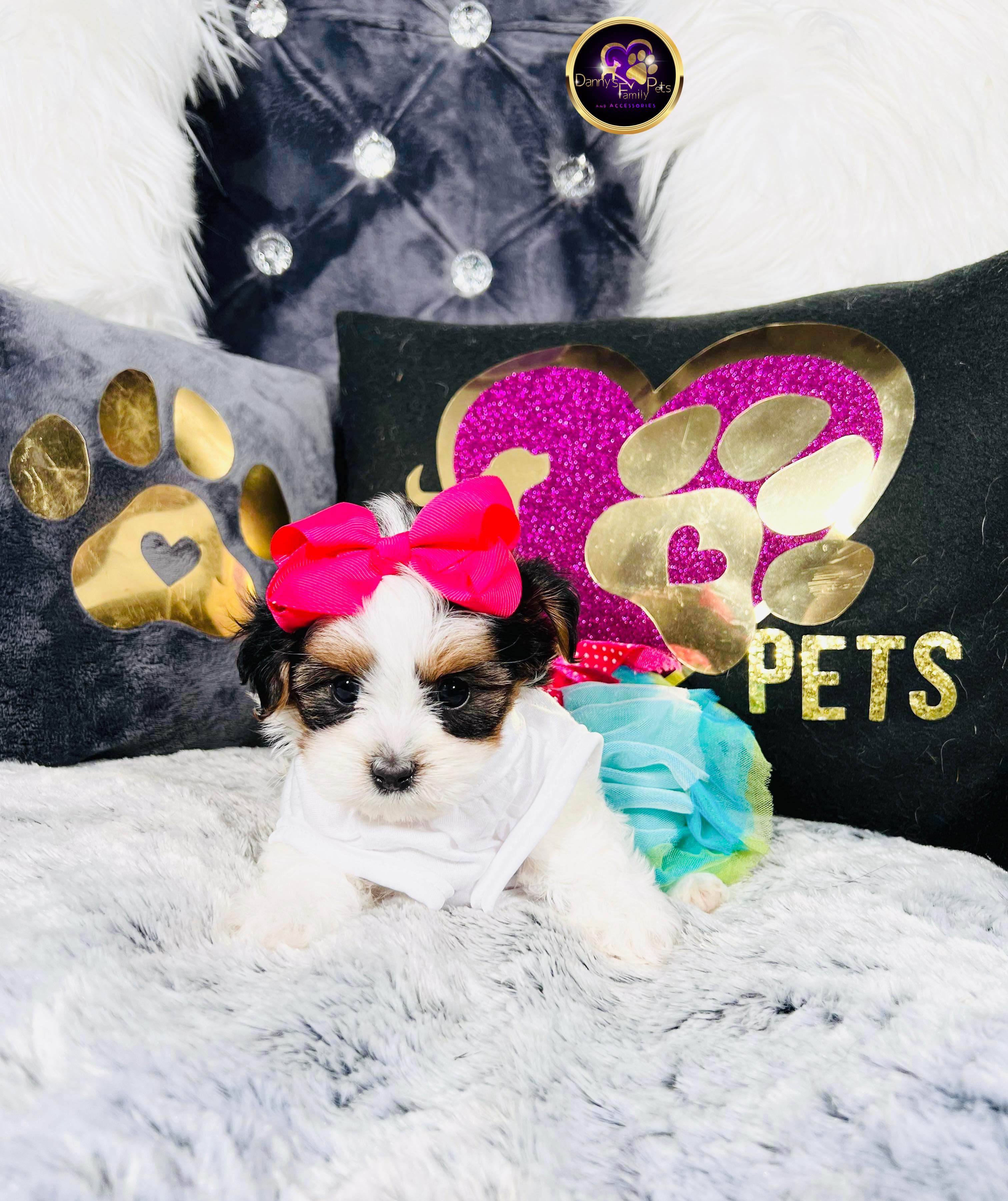 Cloe-Female | Morkie