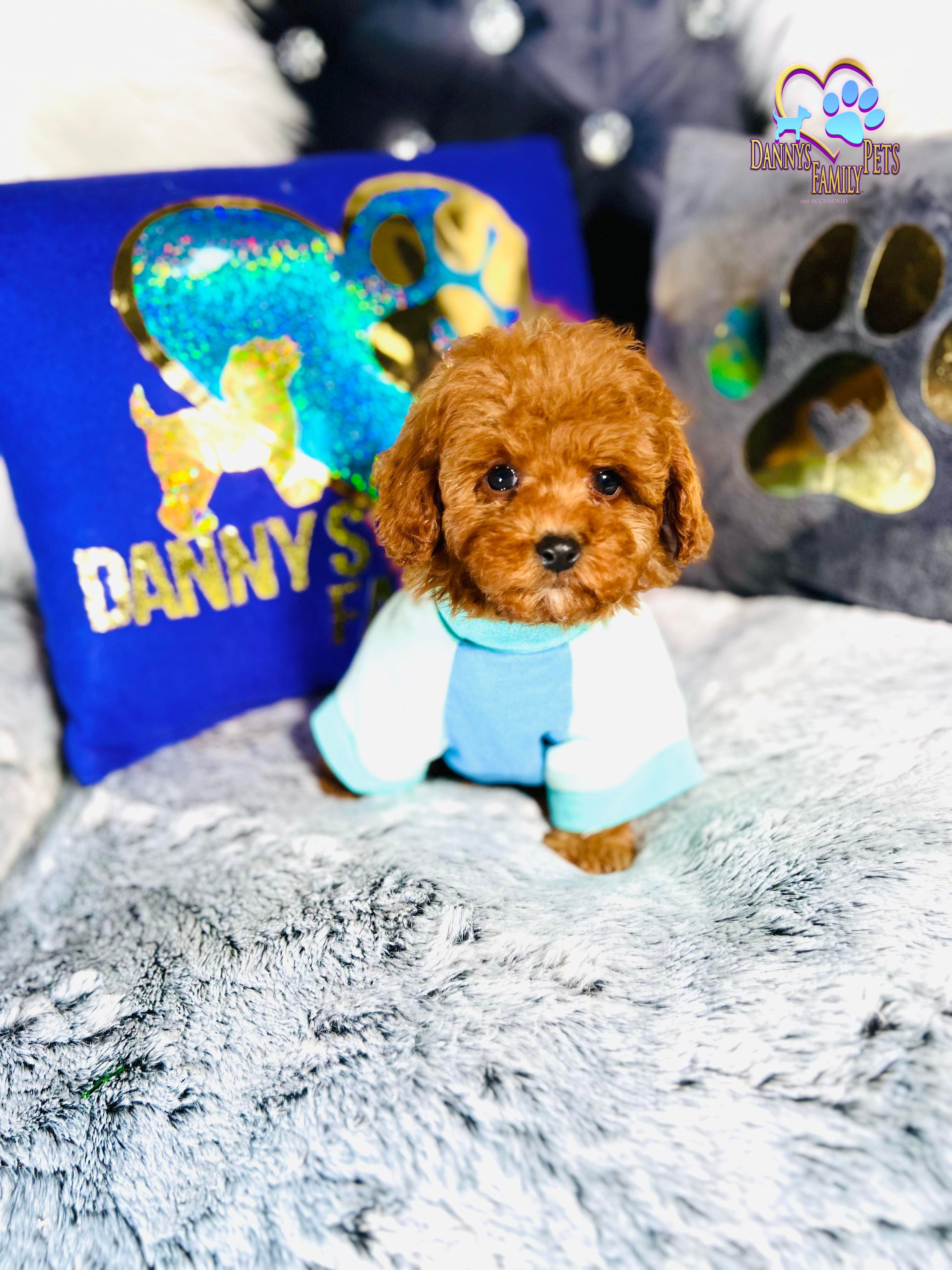 Rocky -Male | Mini Goldendoodle