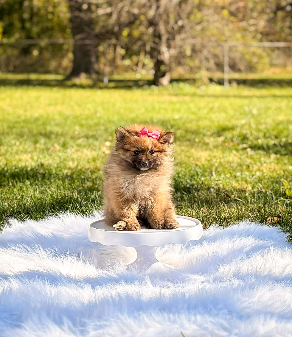 Thumbnail: Maple Belle