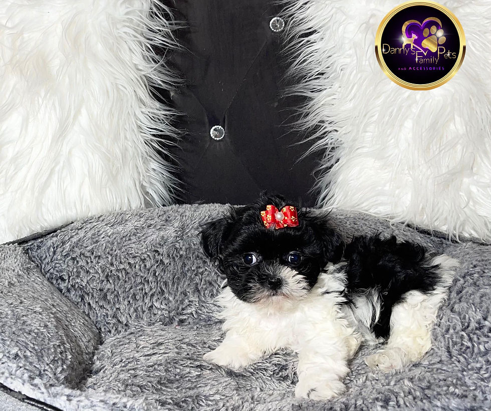 Thumbnail: Missy - Female | 8-Weeks Old | Shichon