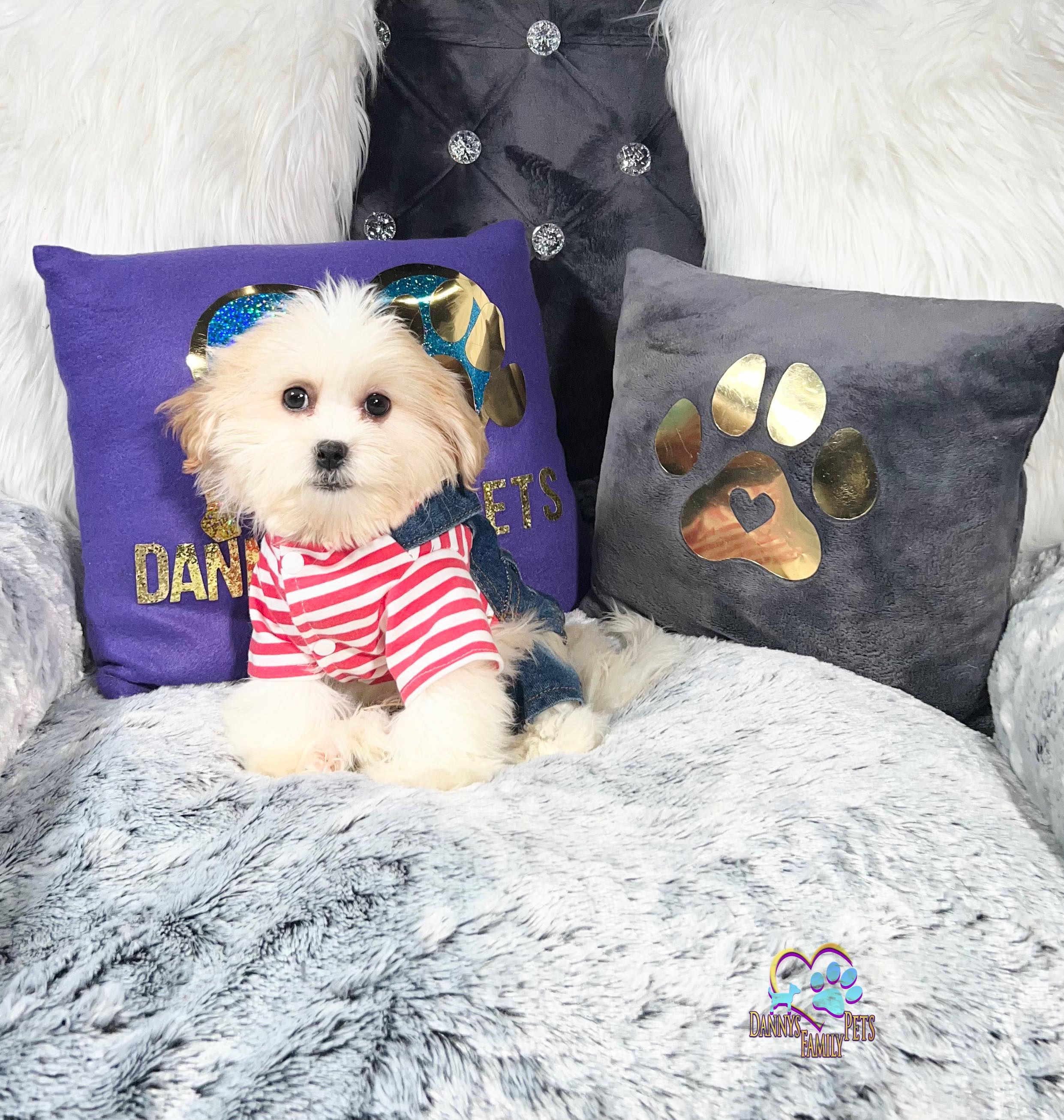 Romeo-Male | Shichon