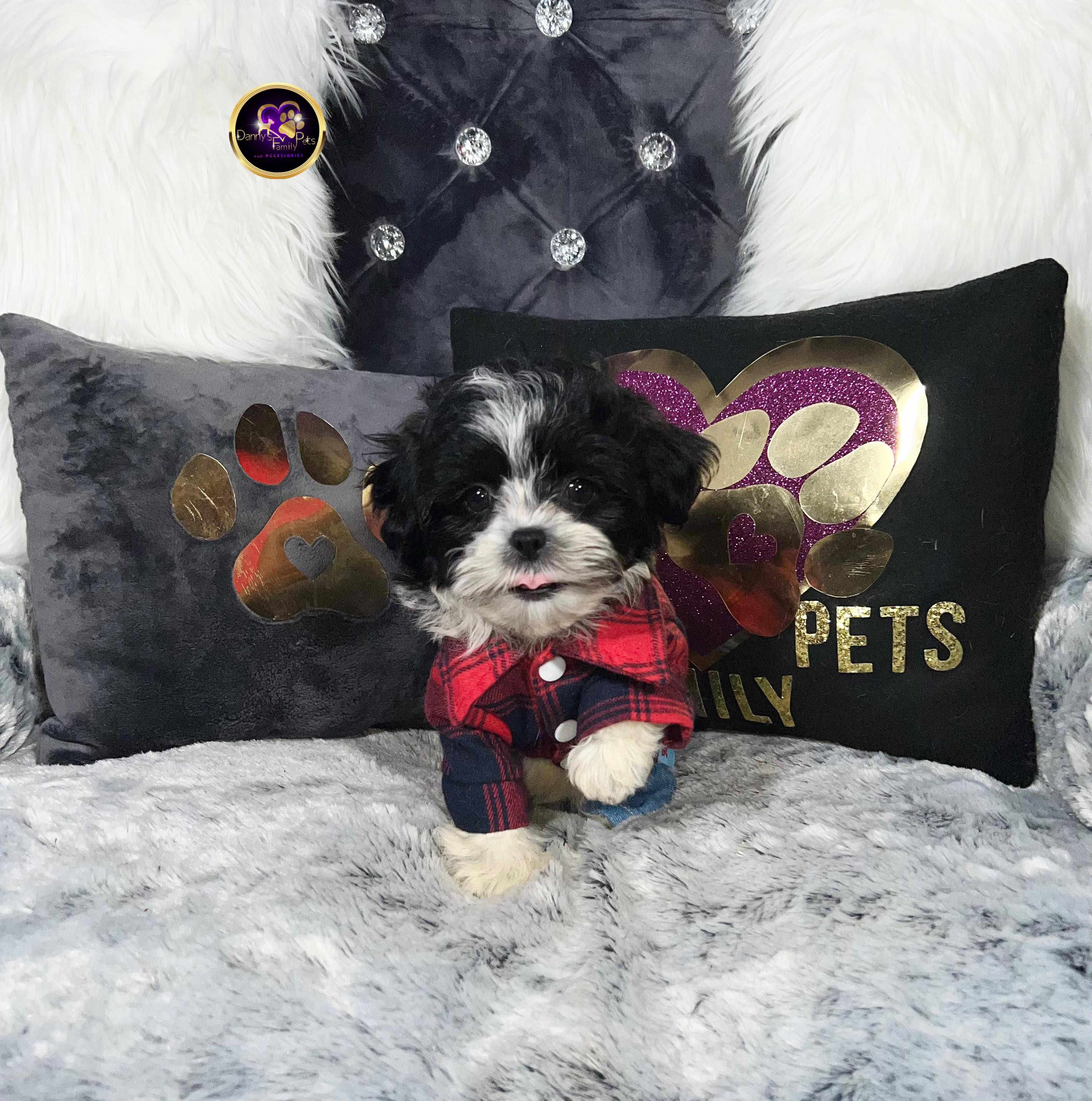 Dashing-Male |Shihpoo