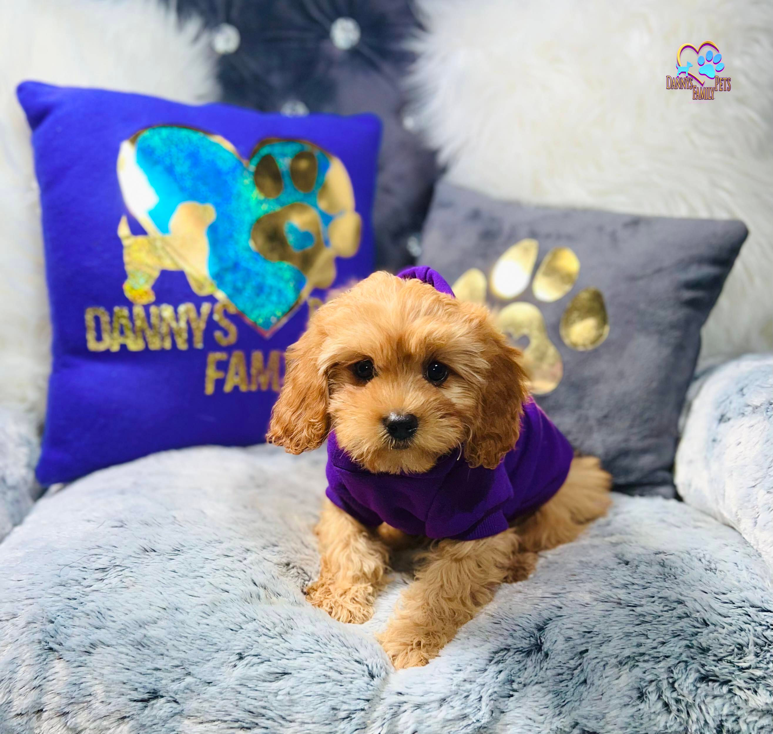 Ryder-Male |Cavapoo