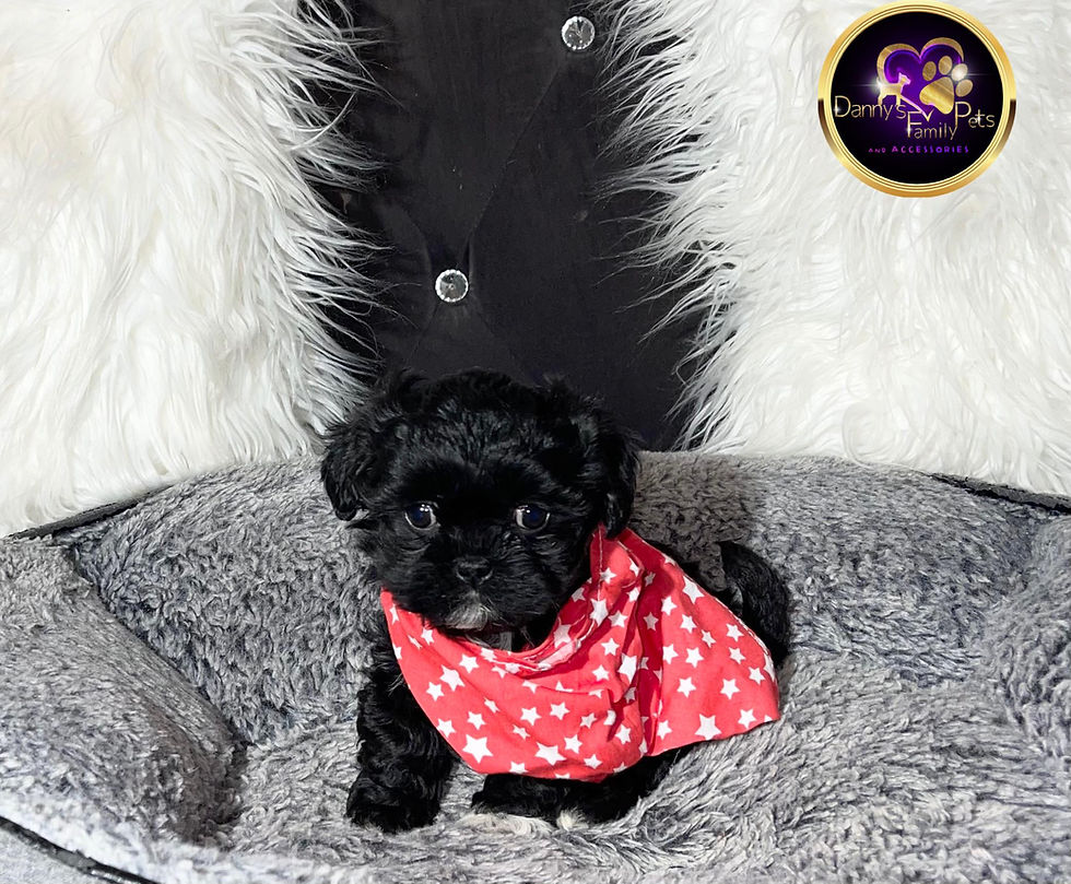 Thumbnail: Lucky - Male | 8-Weeks Old | Shichon