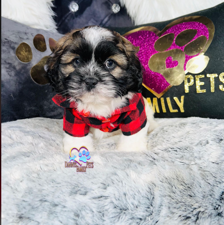 Cody-Male | Shichon