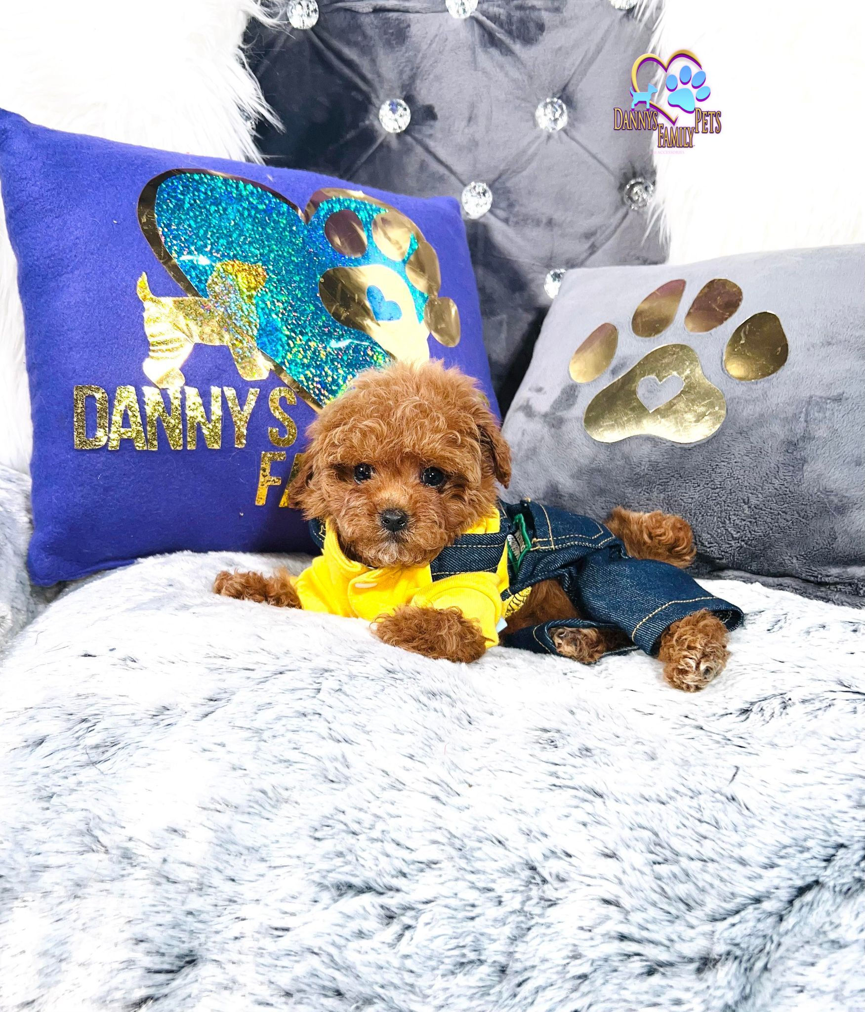 Chip -Male | Toy Poodle