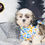 Thumbnail: Vinnie- Male | 11-Weeks Old | Shichon