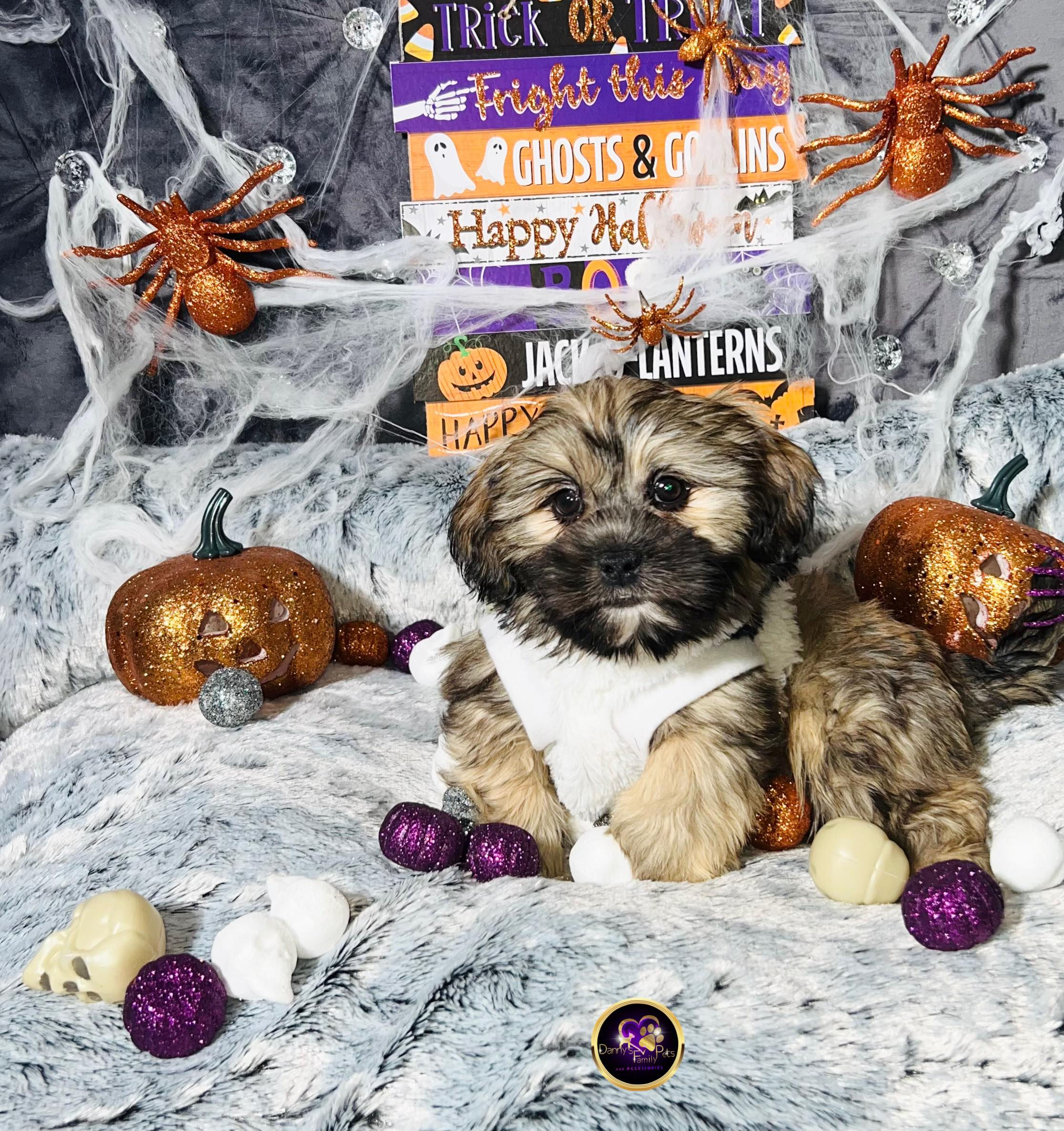 Nolen-Male |Shihpoo