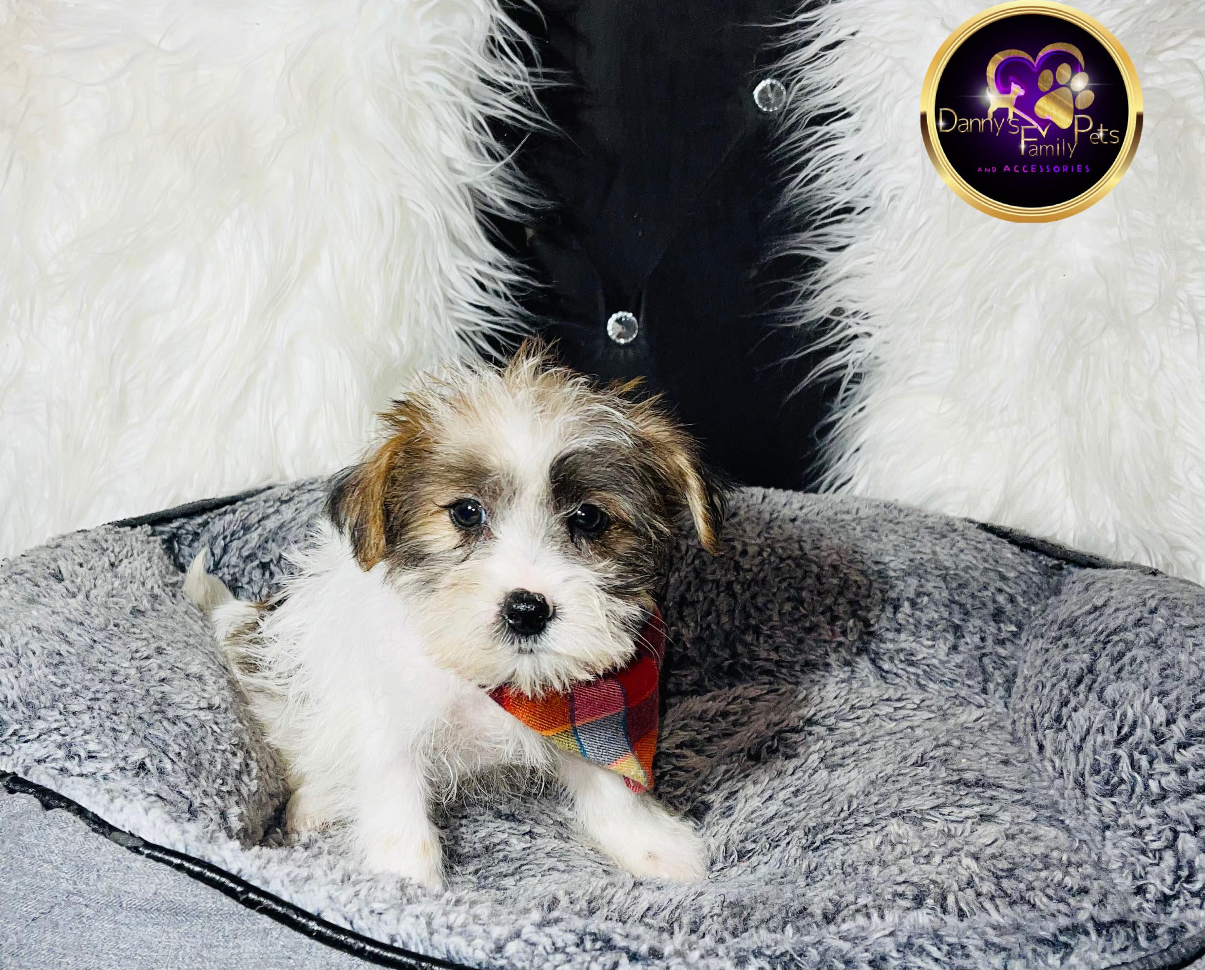 Brody - Male | 9-Weeks Old | Shorkie Tzu