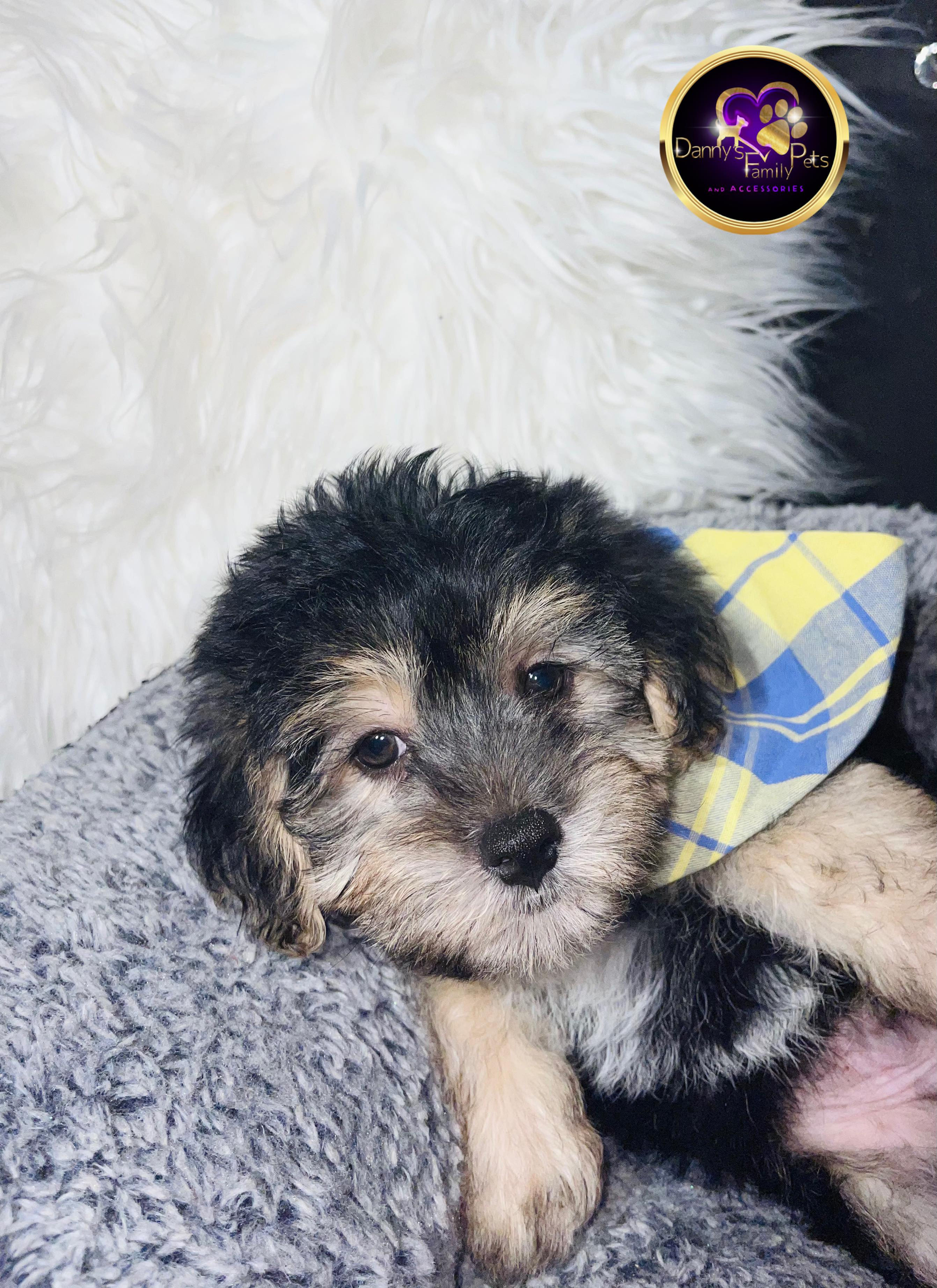 Zac- Male | 8-Weeks Old | Yorkiekchon