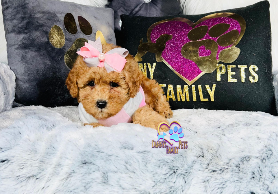 Luna-Female | Mini Goldendoodle