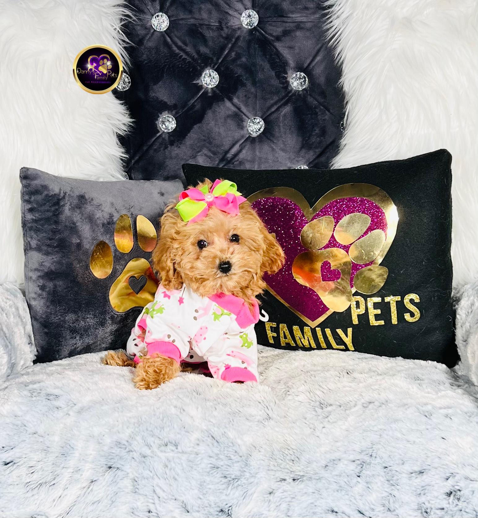 Star-Female | Mini Goldendoodle