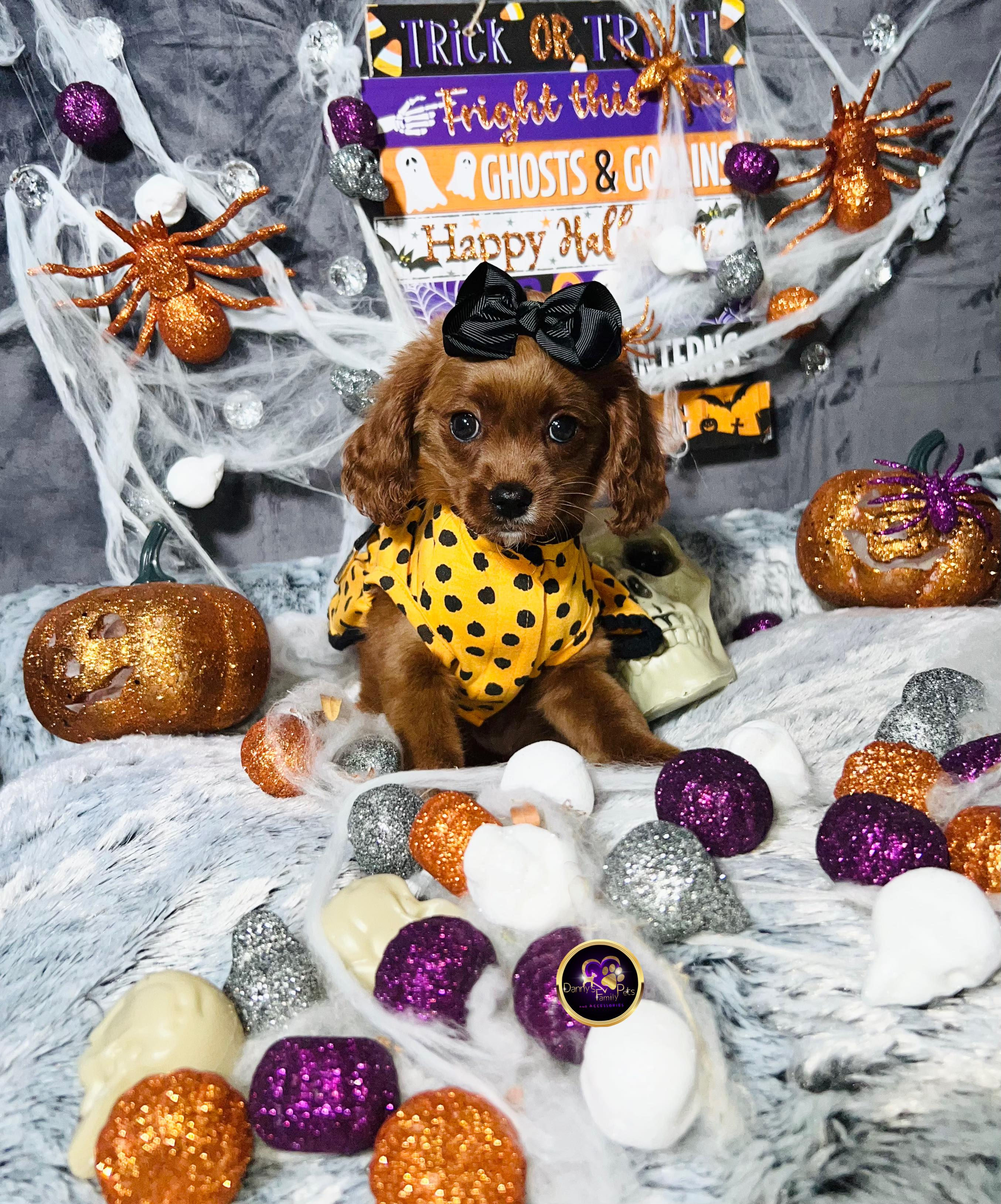 Lady-Female |Cavapoo