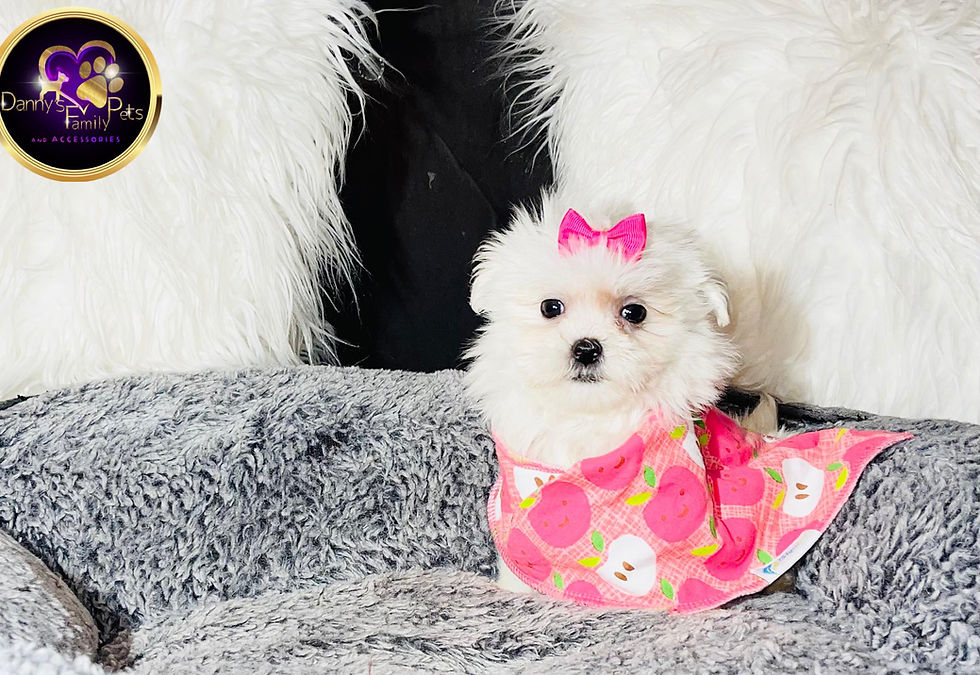Thumbnail: Kalani - Female | 8-Weeks Old | Shihpoo