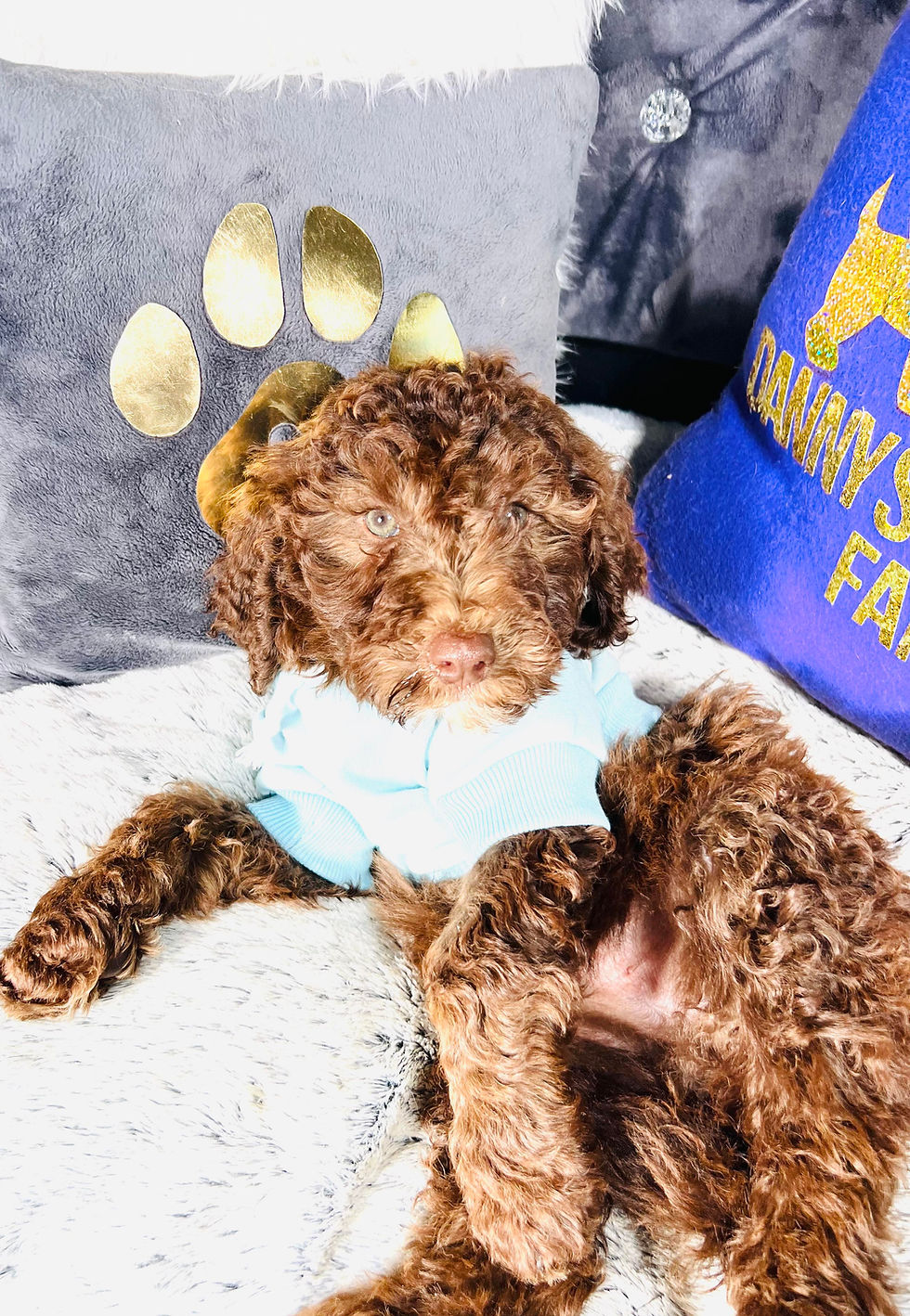 Thumbnail: Banks-Male  | Goldendoodle