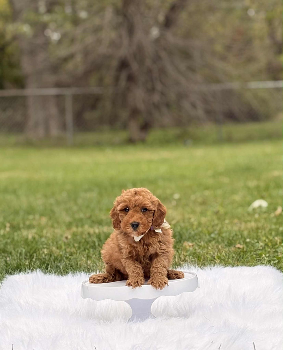 Thumbnail: Sincere (Purple)