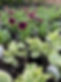 Greenhouse4.jpeg